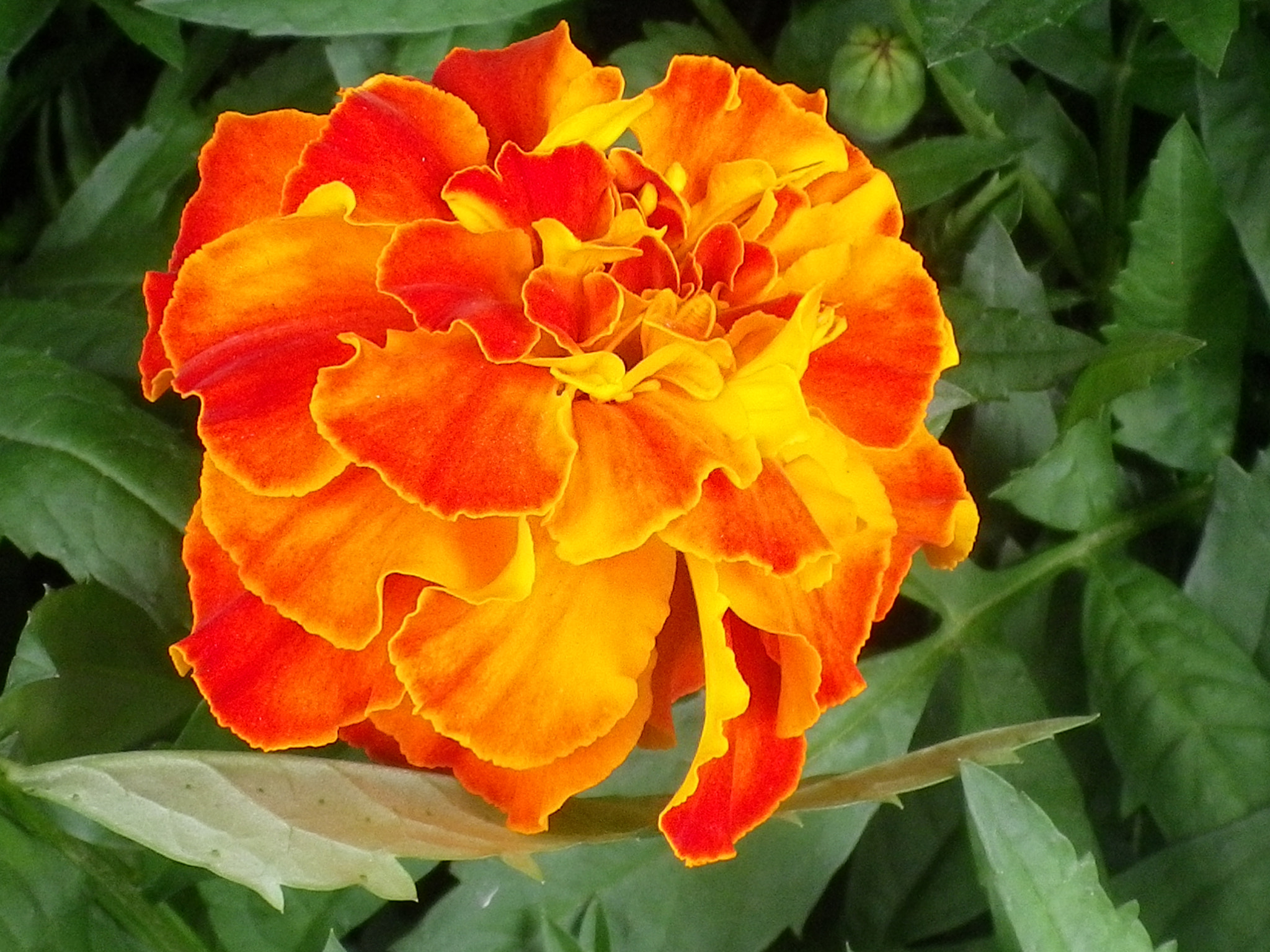 Pentax Optio I-10 sample photo. Marigold photography