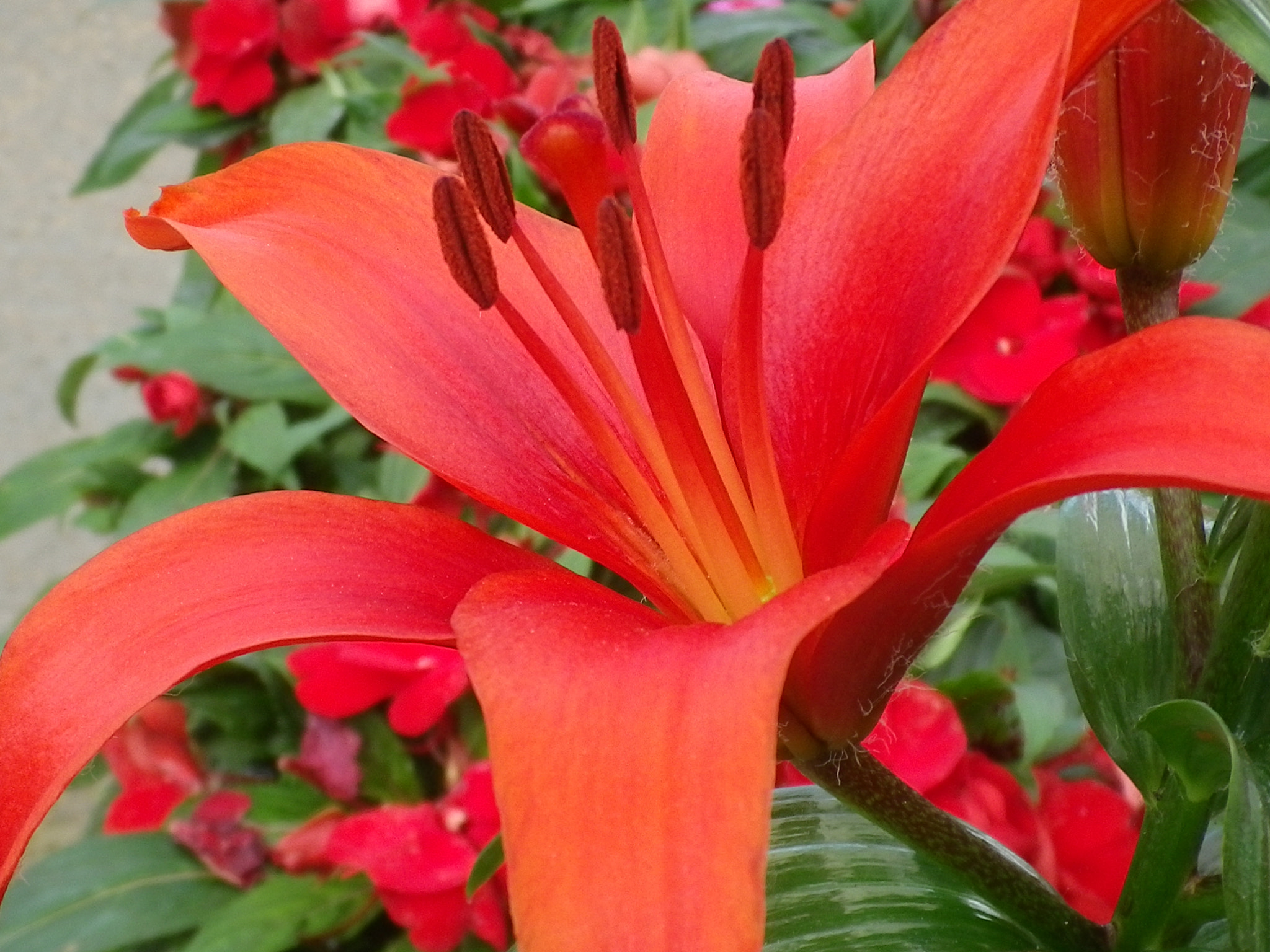 Pentax Optio I-10 sample photo. Red lily photography
