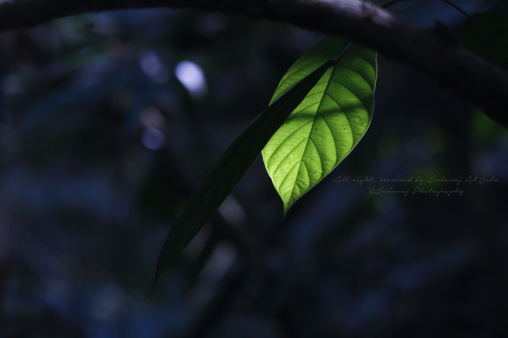 Sigma 150-500mm F5-6.3 DG OS HSM sample photo. Intro the nature photography