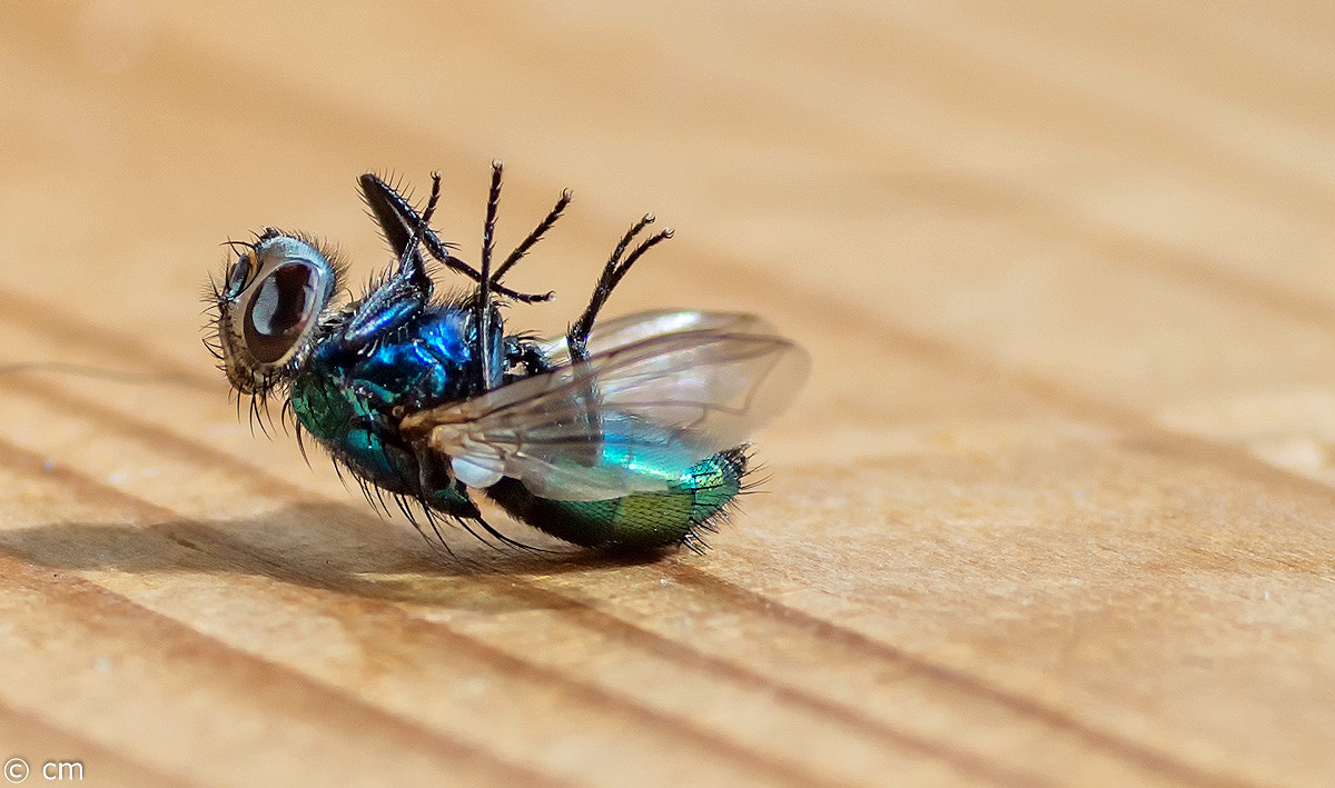 Pentax smc D-FA 50mm F2.8 Macro sample photo. Bearbeitet photography