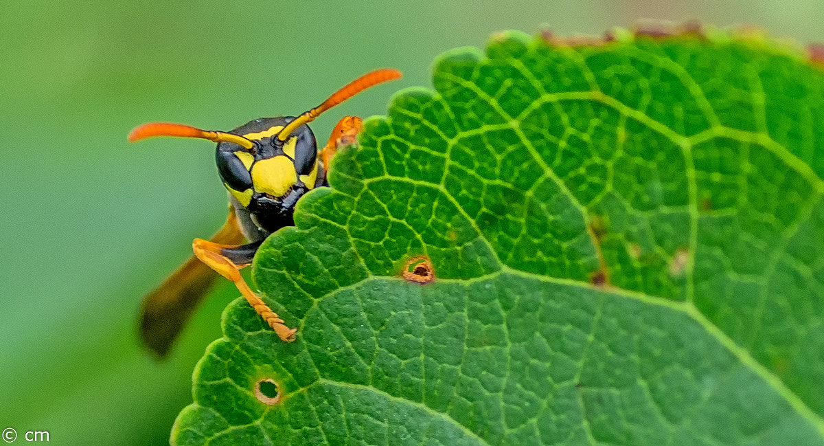 Pentax smc D-FA 50mm F2.8 Macro sample photo. Bearbeitet photography