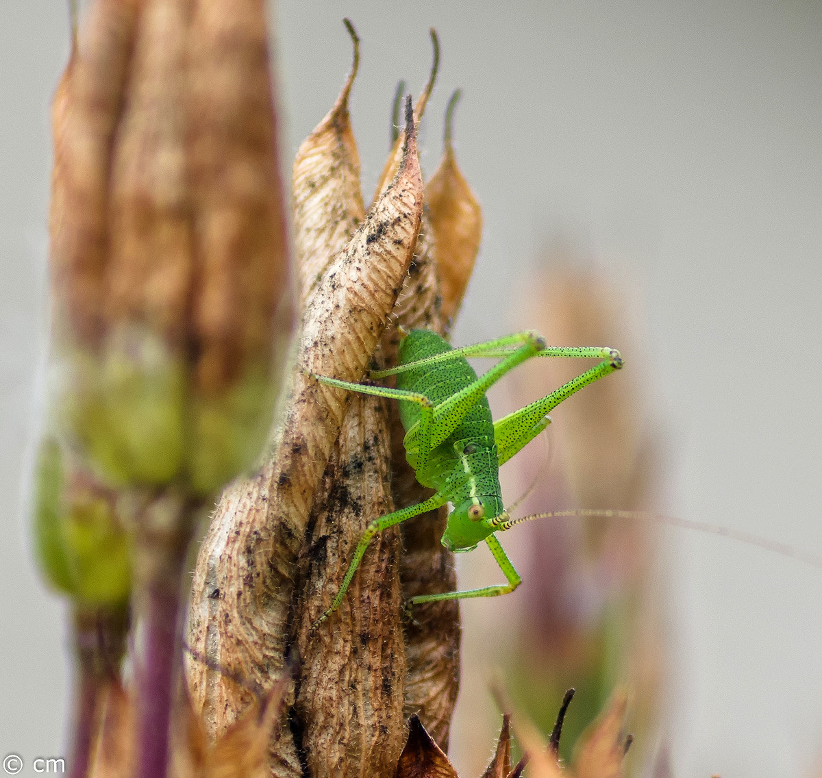Pentax smc D-FA 50mm F2.8 Macro sample photo. Bearbeitet photography
