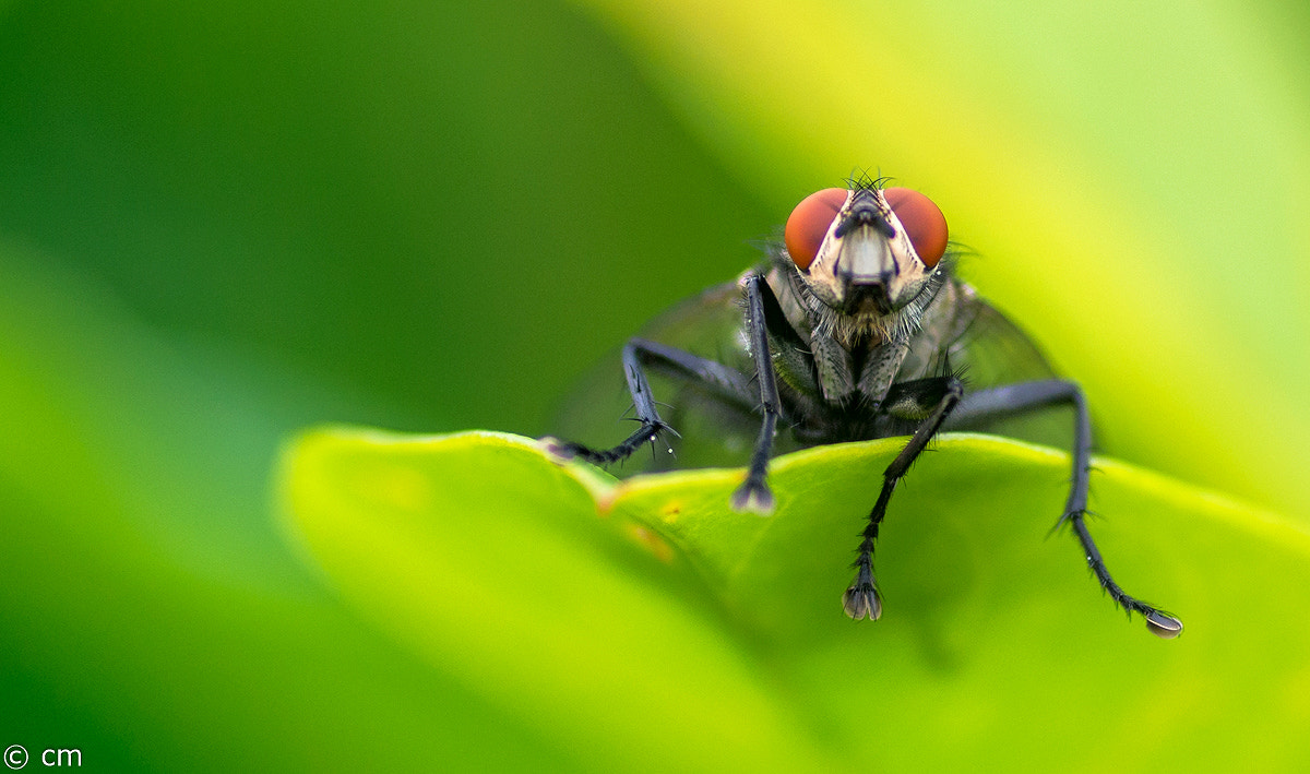 Pentax smc D-FA 50mm F2.8 Macro sample photo. _igp8354.jpg photography