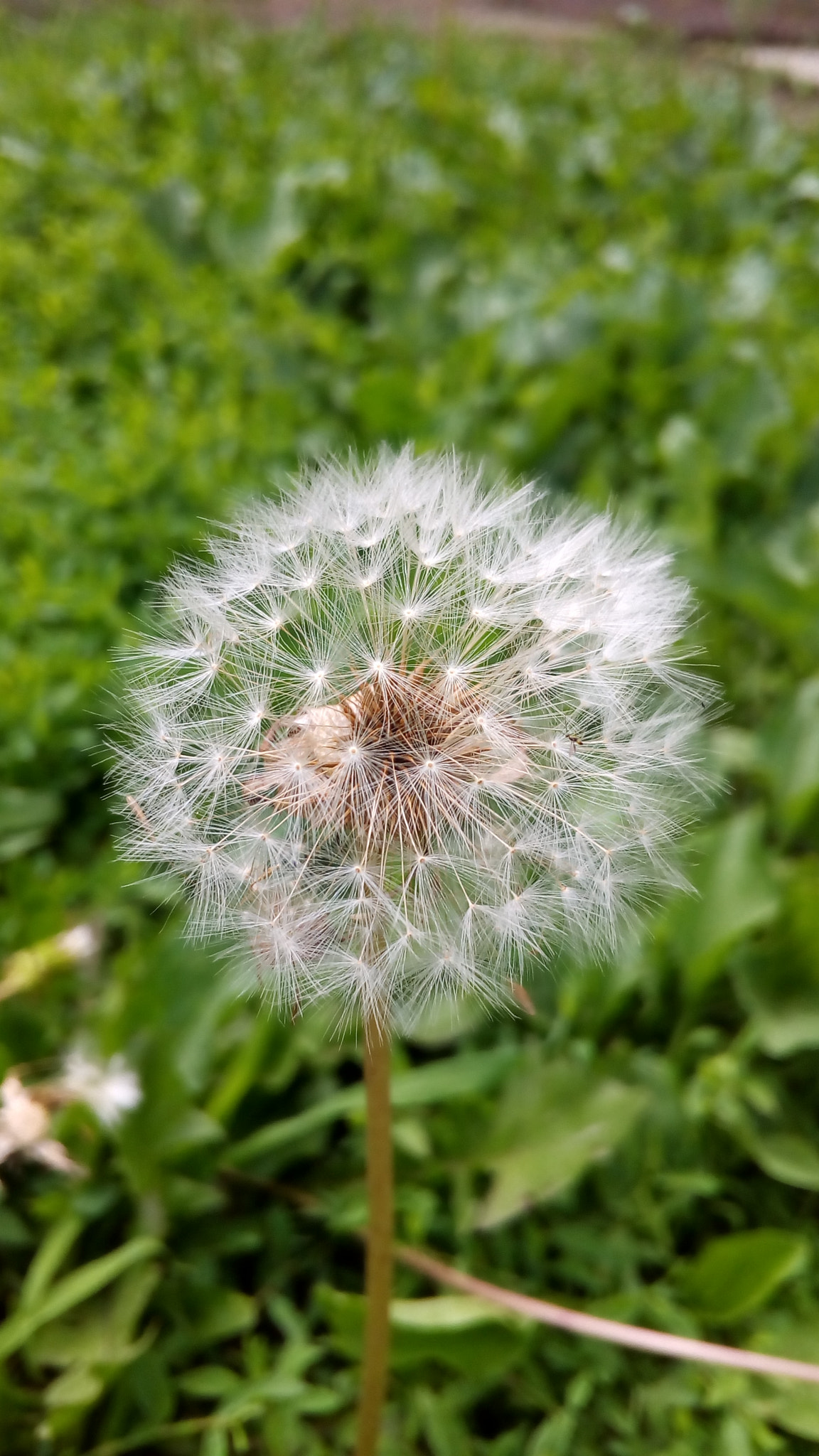 ASUS Zenfone Go (ASUS_Z00VD) sample photo