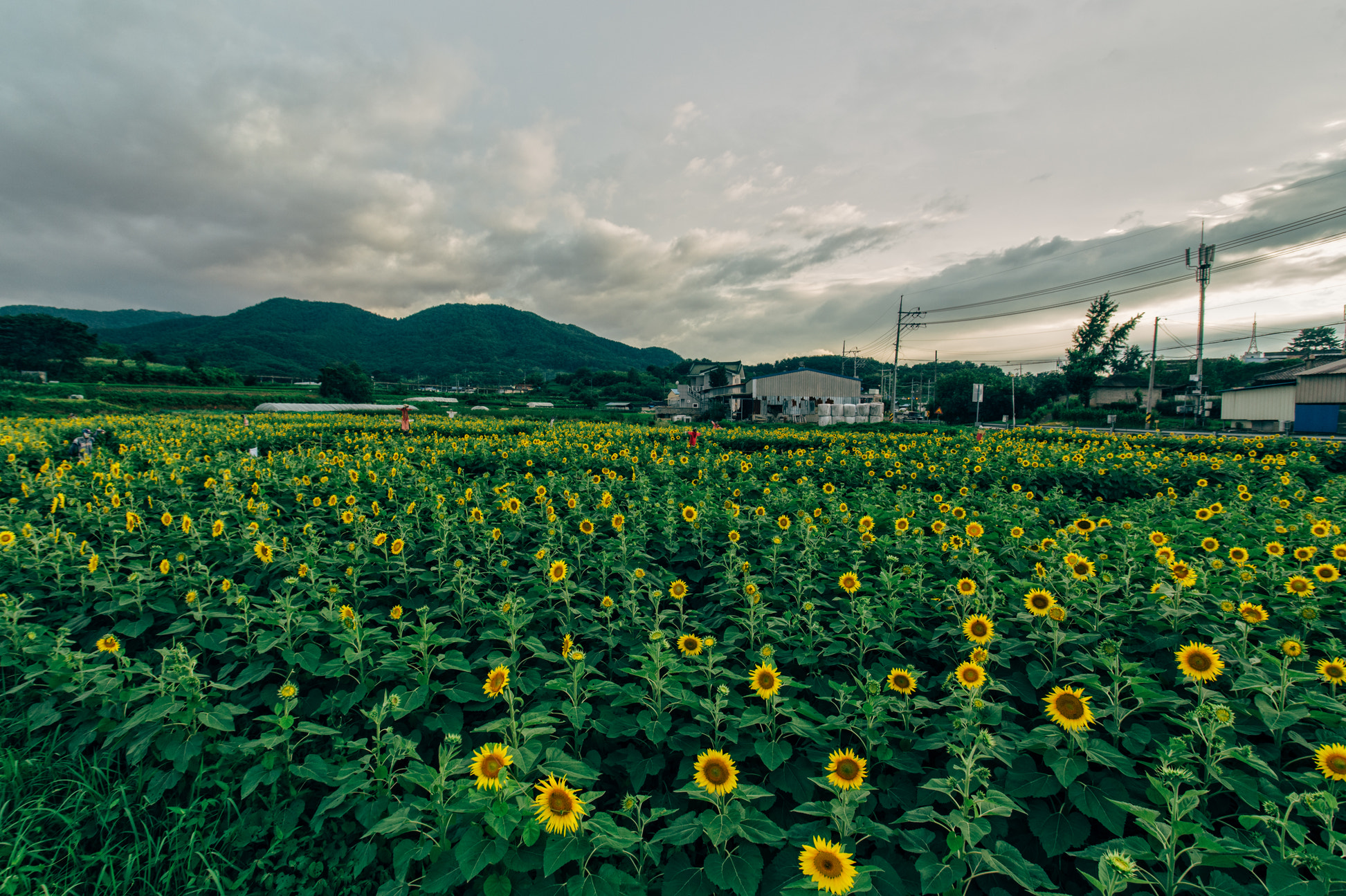 Nikon D4 + Sigma 17-35mm F2.8-4 EX DG  Aspherical HSM sample photo. Sunflower garden photography