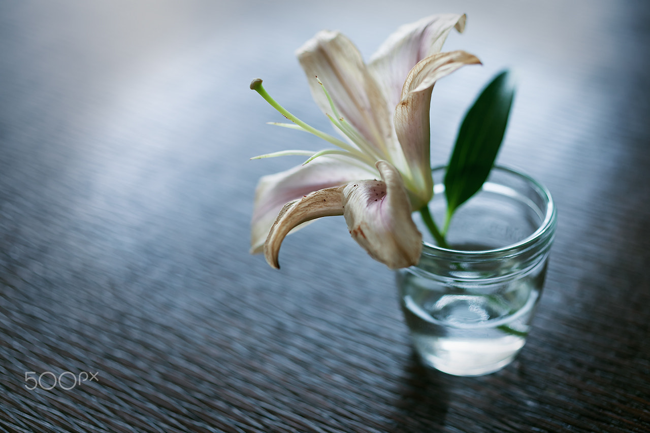 ZEISS Makro-Planar T* 50mm F2 sample photo. Lily photography