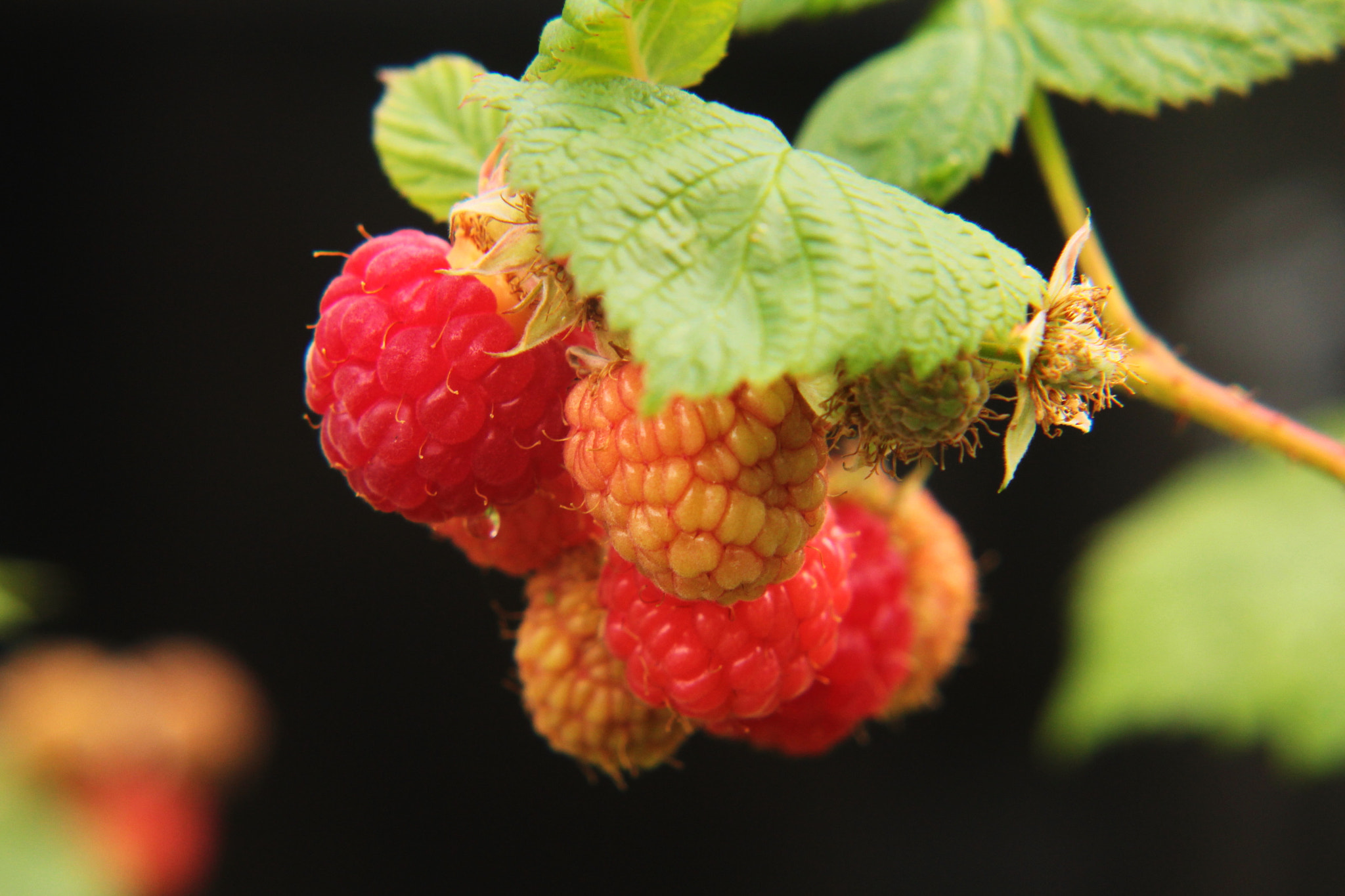 Canon EF-S 55-250mm F4-5.6 IS II sample photo. Almost ready photography