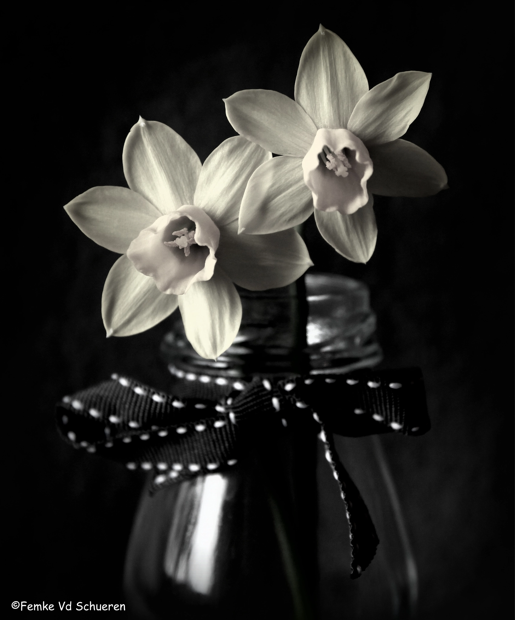 Sigma 17-70mm F2.8-4 DC Macro OS HSM sample photo. Daffodils perfection photography