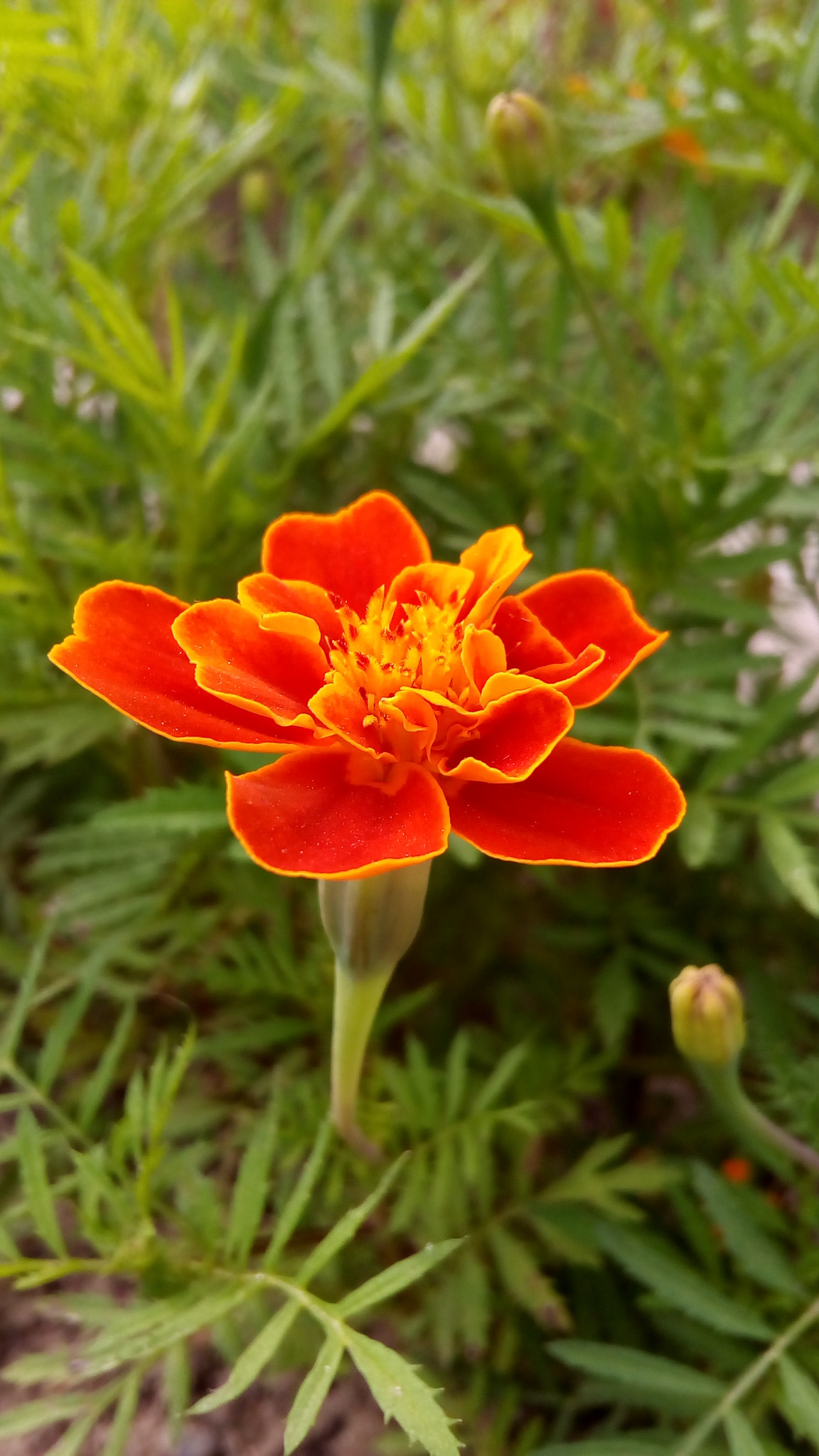 ASUS Zenfone Go (ASUS_Z00VD) sample photo. Just an other flowe photography