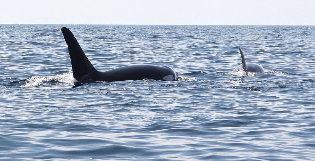 Canon EOS-1D Mark IV sample photo. Orcas in the wild! photography