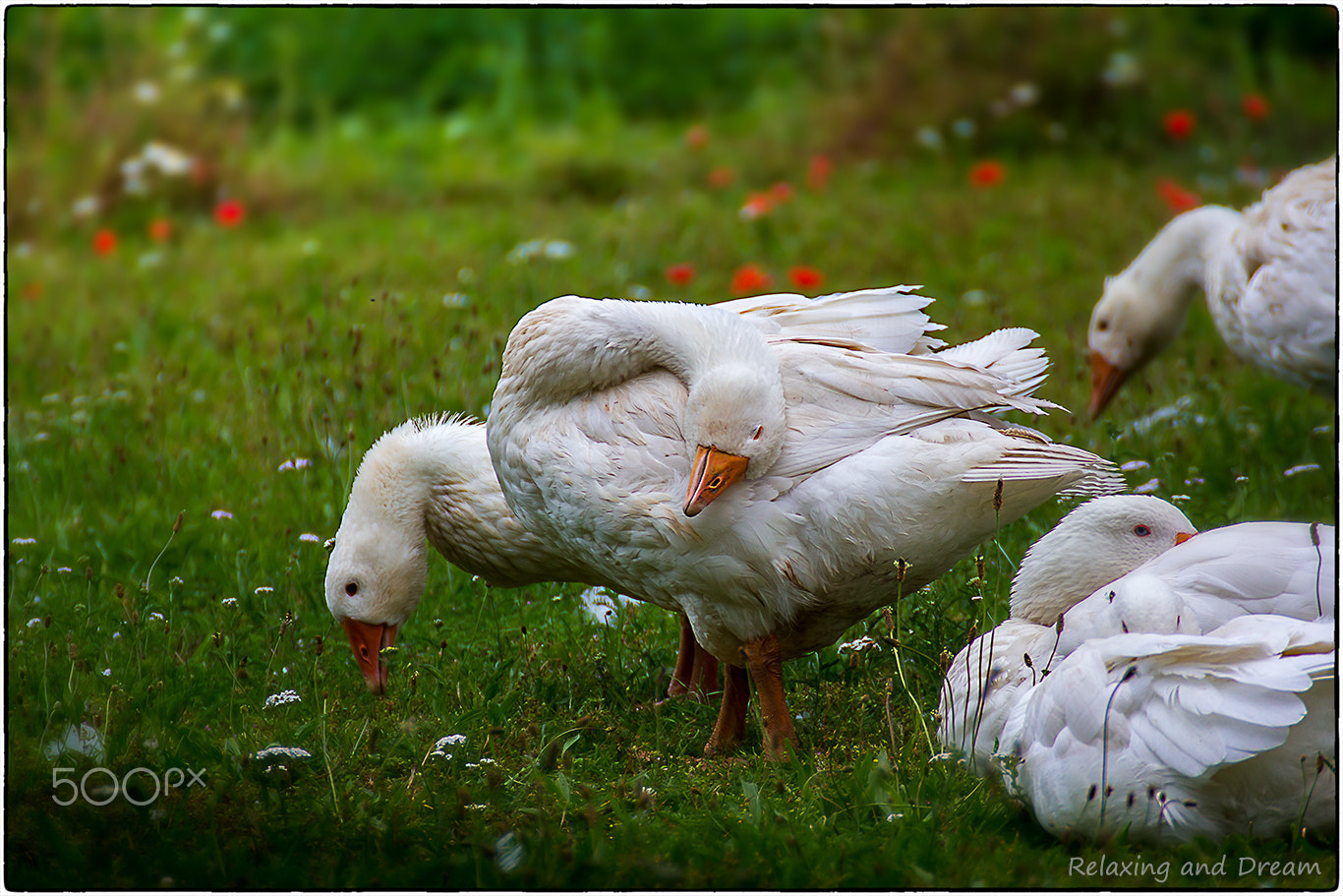 Tamron SP 35mm F1.8 Di VC USD sample photo. Relaxing and dream photography