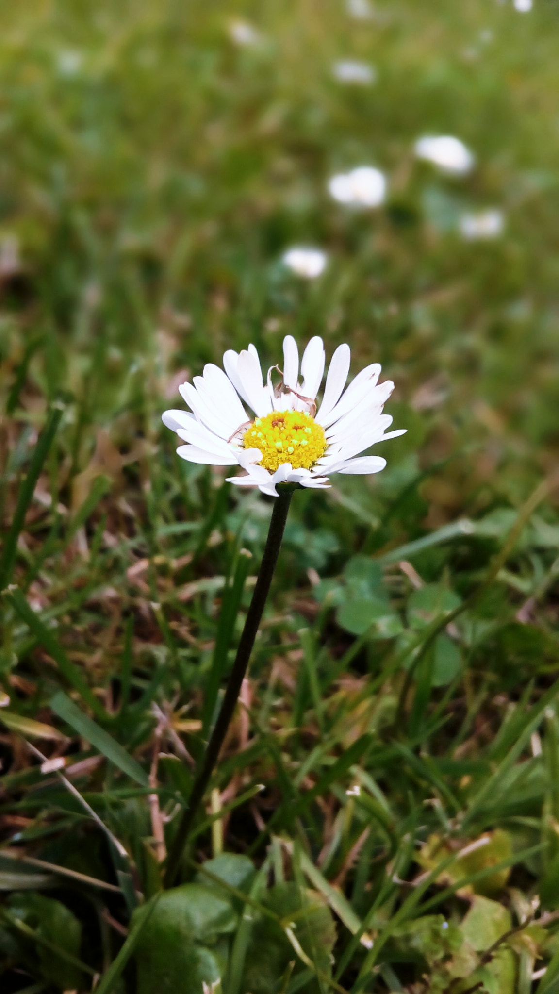 ASUS Zenfone Go (ASUS_Z00VD) sample photo. Flower #2 photography