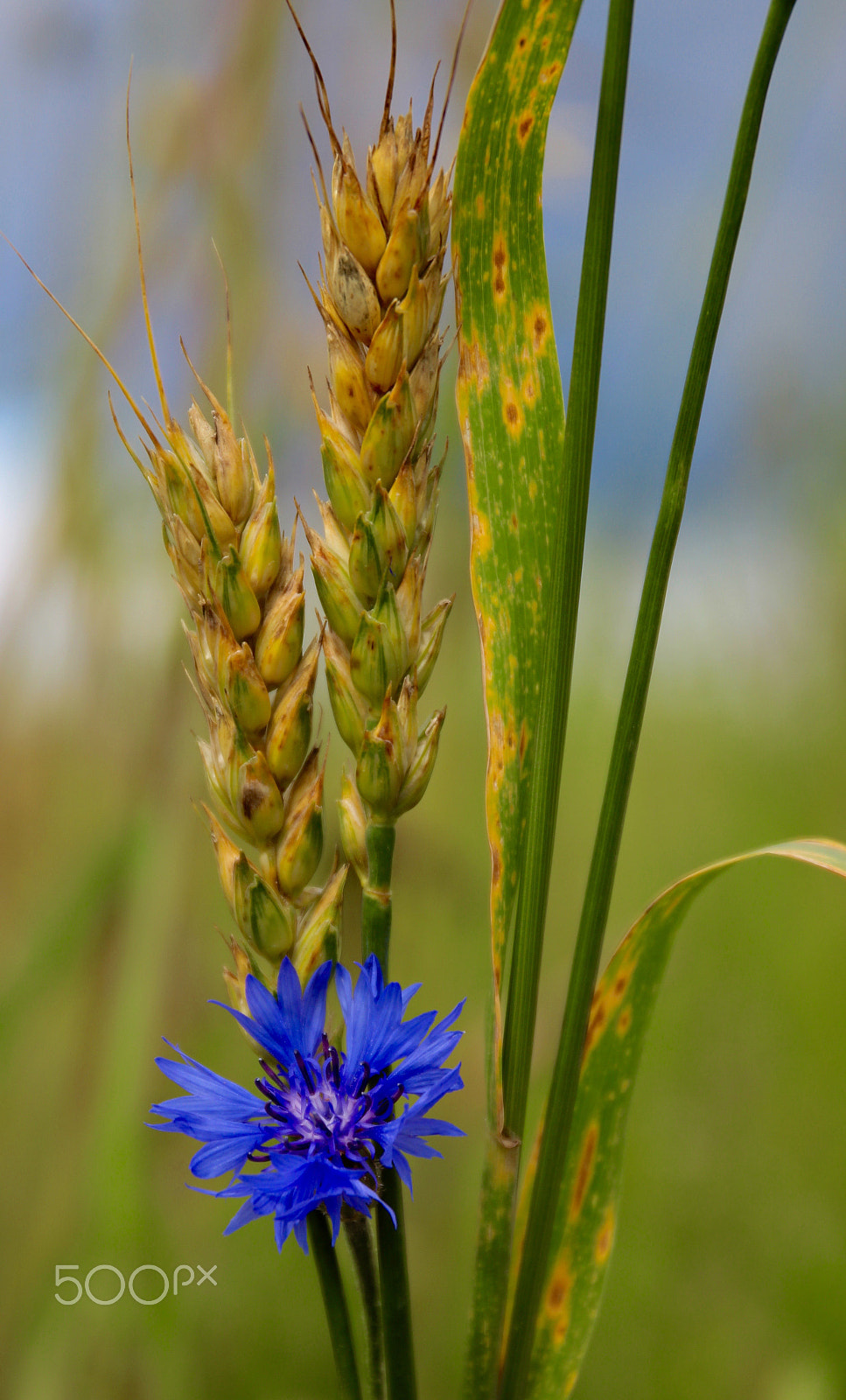 Canon EF 24-70mm F4L IS USM sample photo. Estonian national flower-cornflower photography