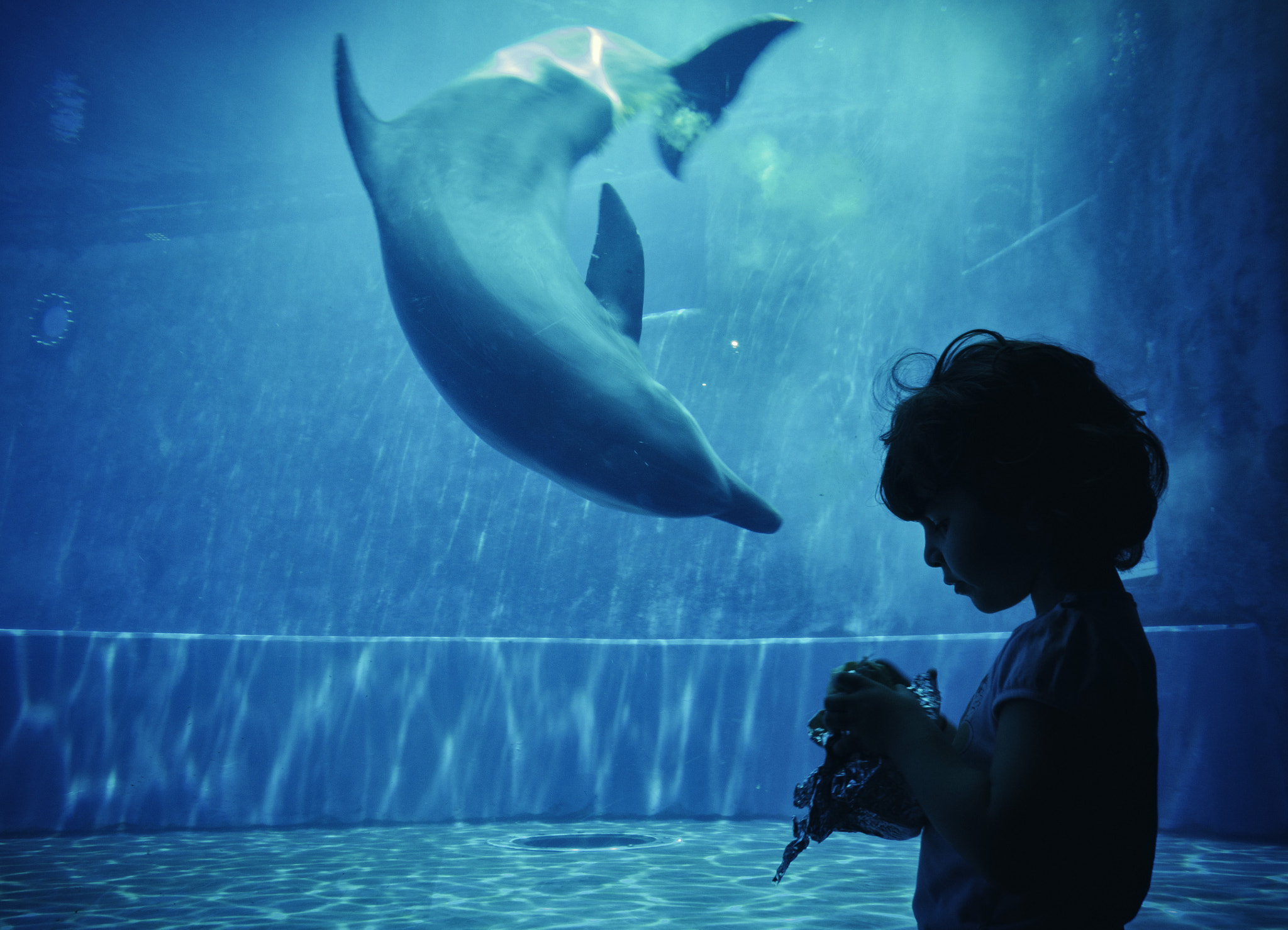 Panasonic Lumix DMC-GX1 sample photo. Acquario genova  photography