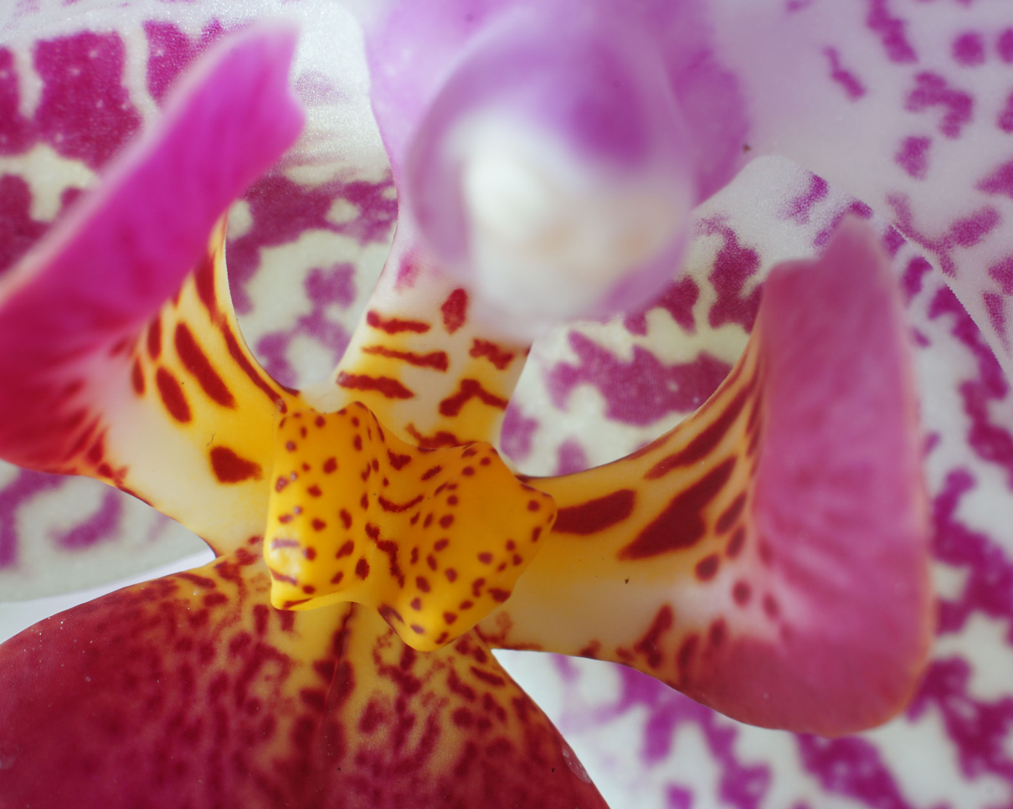 Sony ILCA-77M2 + Sony 85mm F2.8 SAM sample photo. Px photography