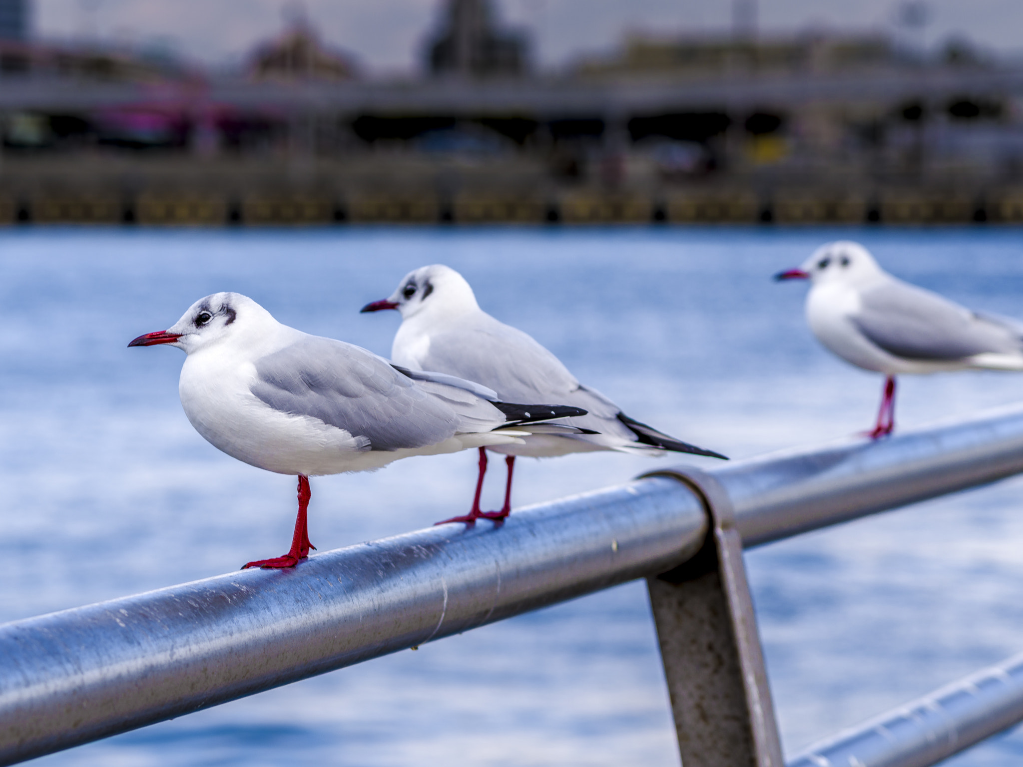 smc PENTAX-FA 645 80-160mm F4.5 sample photo. Seagull photography