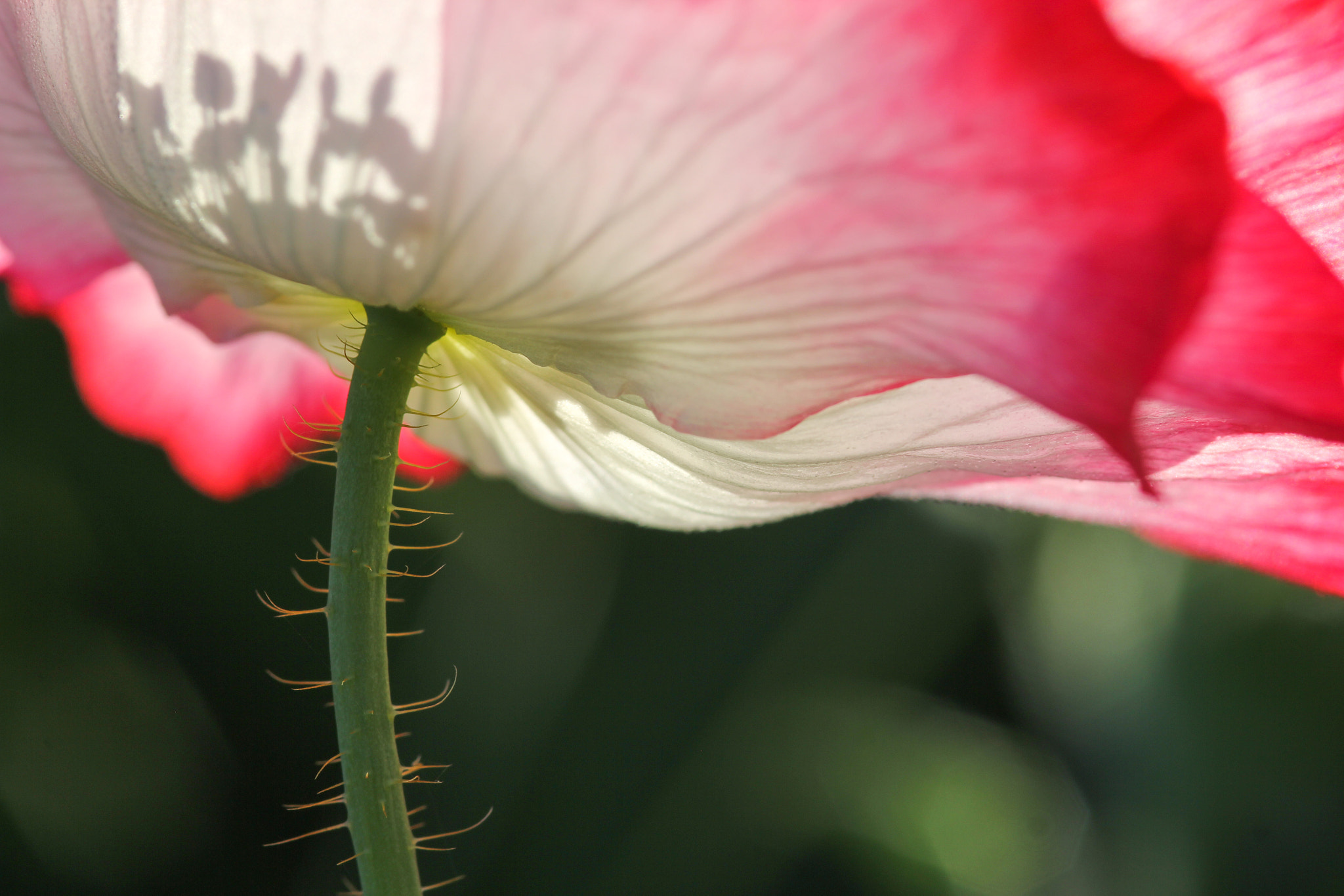Sigma 105mm F2.8 EX DG Macro sample photo. Enjoying the early morning sun - du plaisir photography