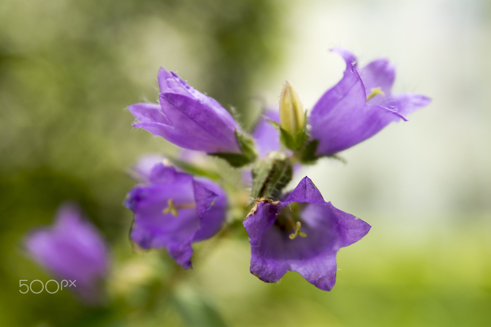 Tamron SP 24-70mm F2.8 Di VC USD sample photo. Flower photography
