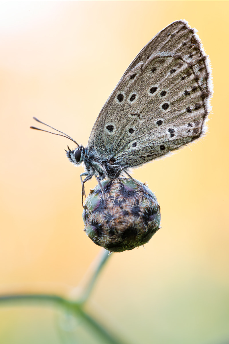 Sigma 150mm F2.8 EX DG OS Macro HSM sample photo. - phengaris arion - photography