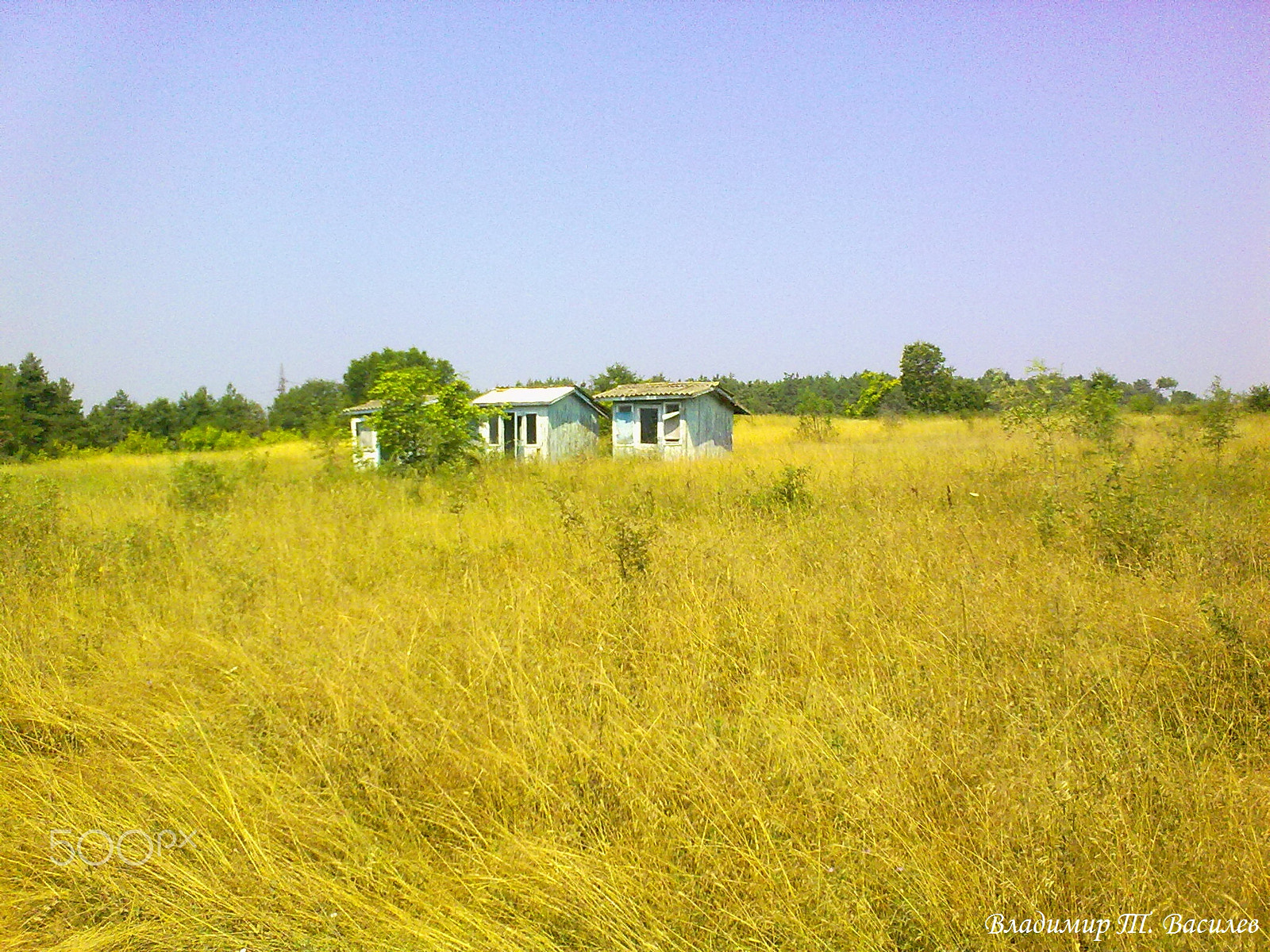Nokia 5530 sample photo. Golden grass photography