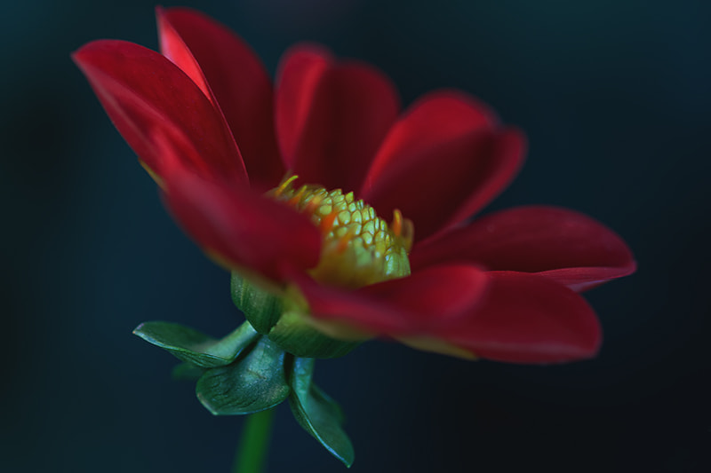Canon EF 100mm F2.8 Macro USM sample photo. Flower photography