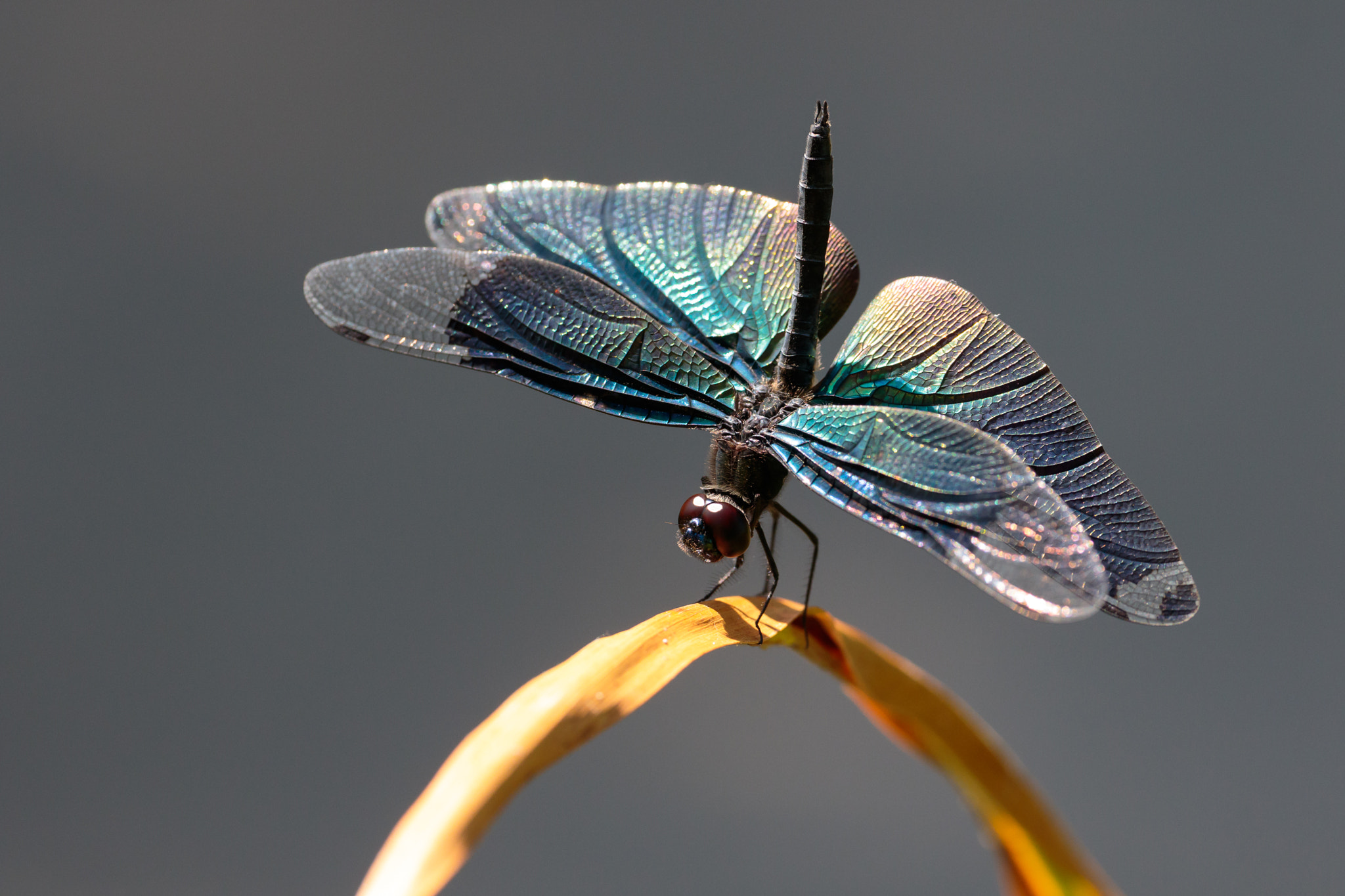 Sigma APO Macro 180mm F2.8 EX DG OS HSM sample photo. Rhyothemis fuliginosa photography