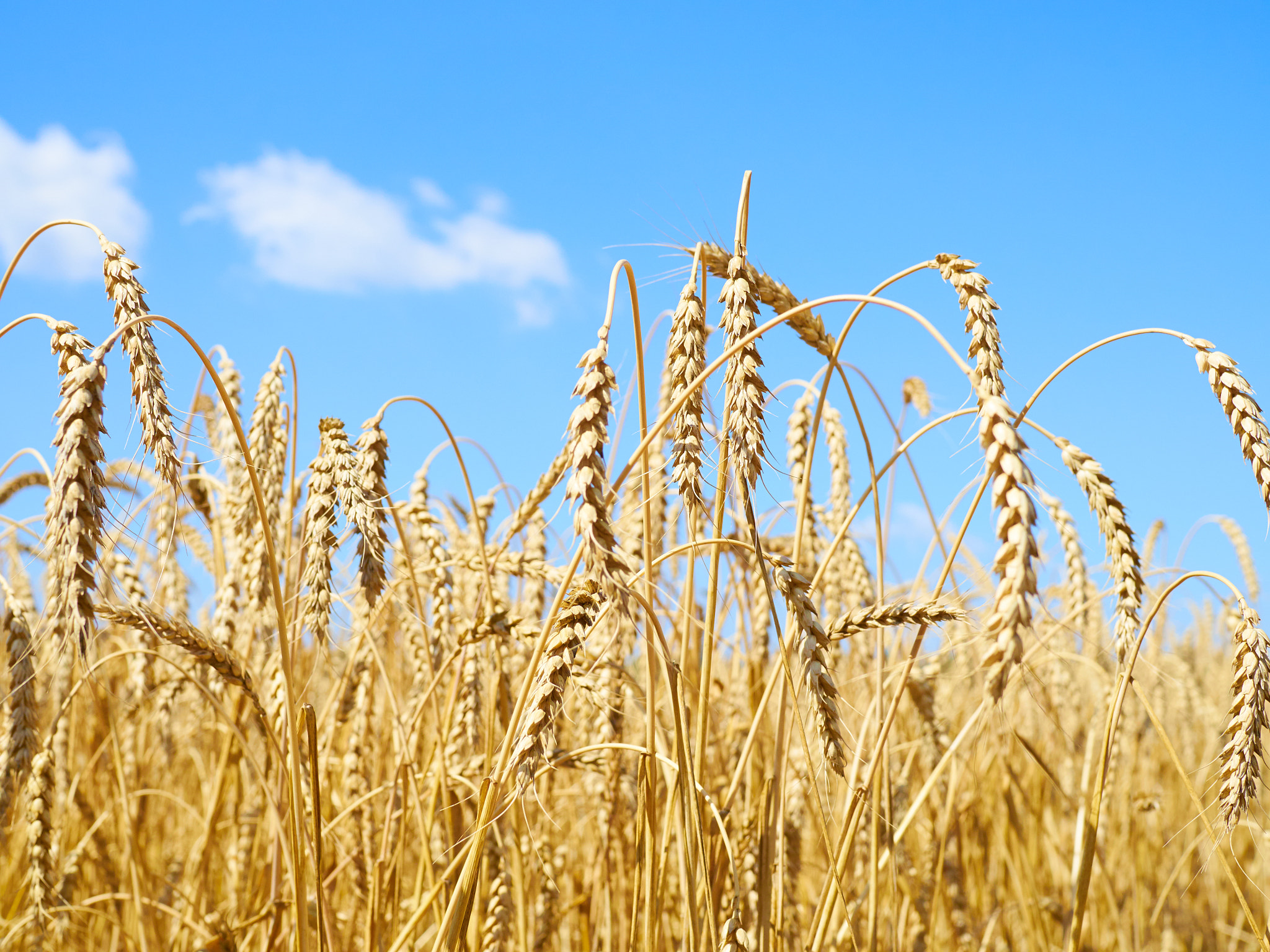 Olympus OM-D E-M10 + Olympus M.Zuiko Digital 25mm F1.8 sample photo. Yellow ears of wheat swaying in the wind on the fi photography