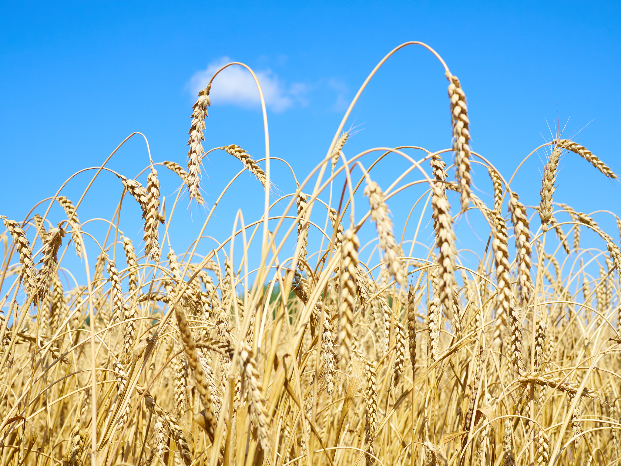 Olympus OM-D E-M10 + Olympus M.Zuiko Digital 25mm F1.8 sample photo. Yellow ears of wheat swaying in the wind on the fi photography