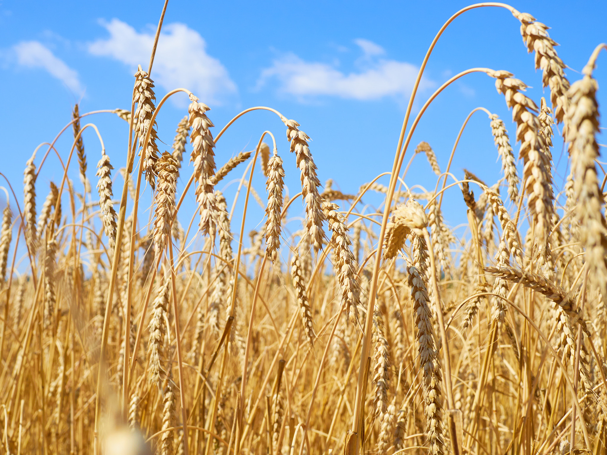 Olympus OM-D E-M10 + Olympus M.Zuiko Digital 25mm F1.8 sample photo. Yellow ears of wheat swaying in the wind on the fi photography