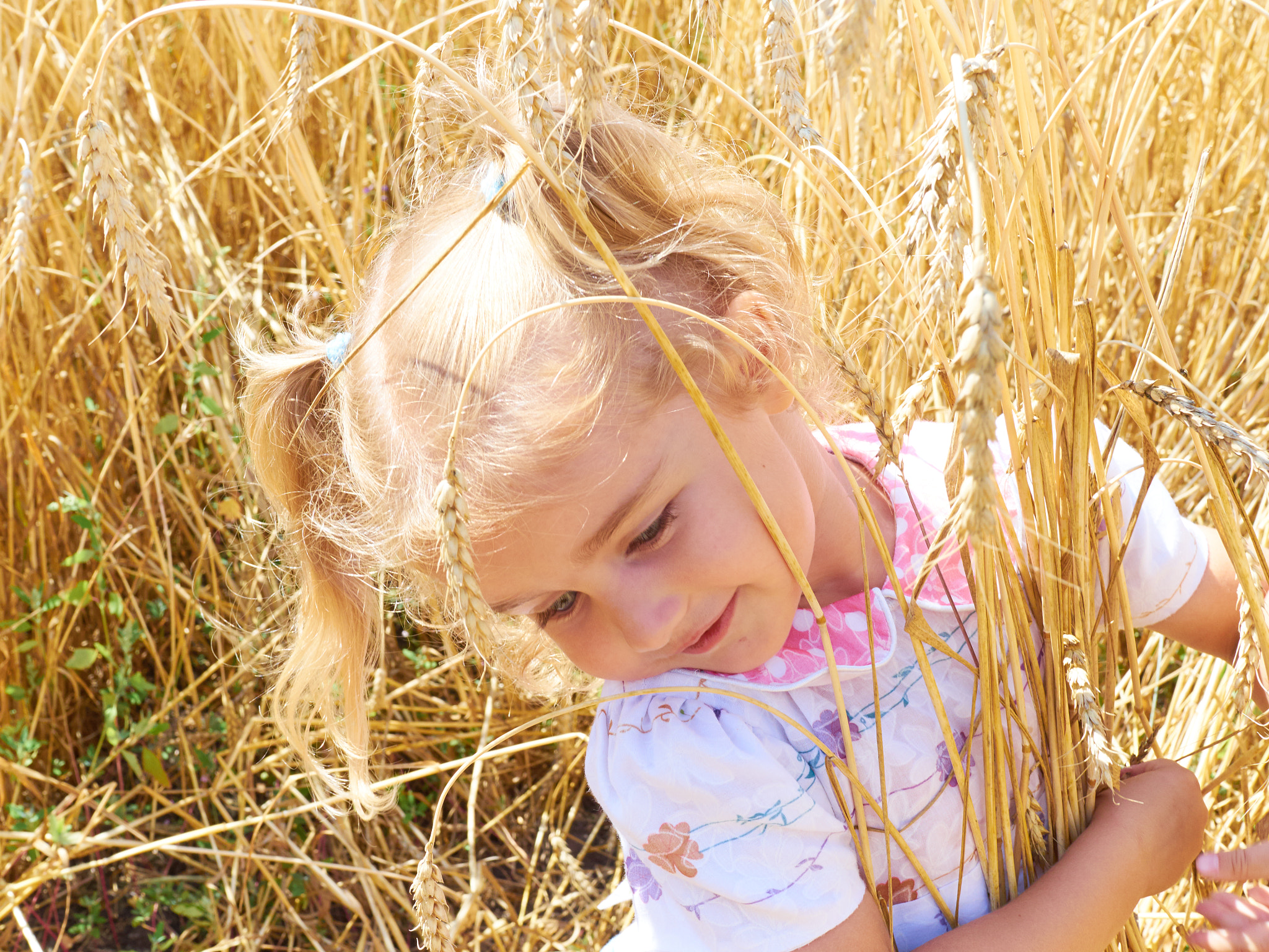 Olympus OM-D E-M10 + Olympus M.Zuiko Digital 25mm F1.8 sample photo. Little girl on a wheat field in the sunset. photography