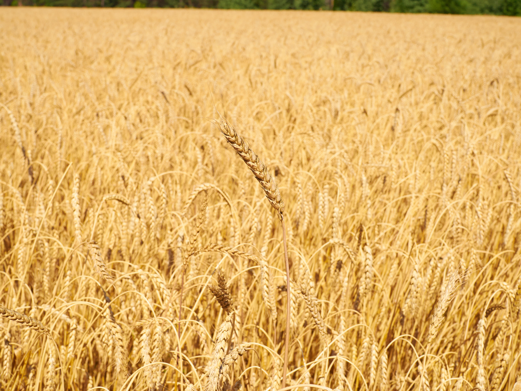 Olympus OM-D E-M10 + Olympus M.Zuiko Digital 25mm F1.8 sample photo. Yellow ears of wheat swaying in the wind on the fi photography