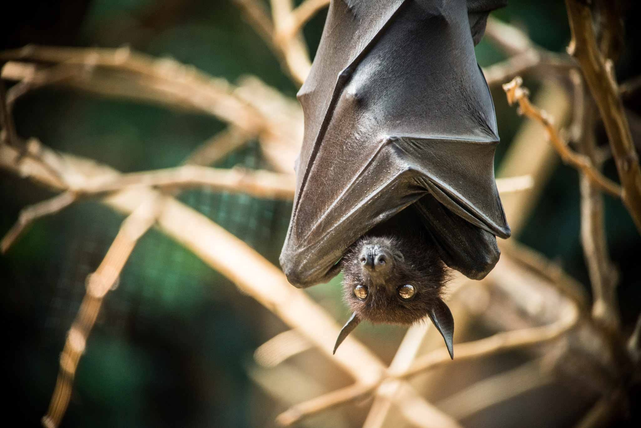 Nikon D600 sample photo. Cieguito volador photography