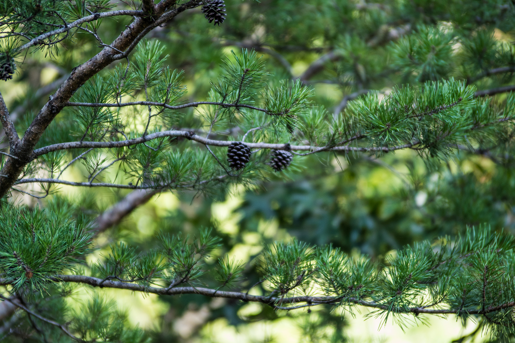 Pentax K-S2 sample photo