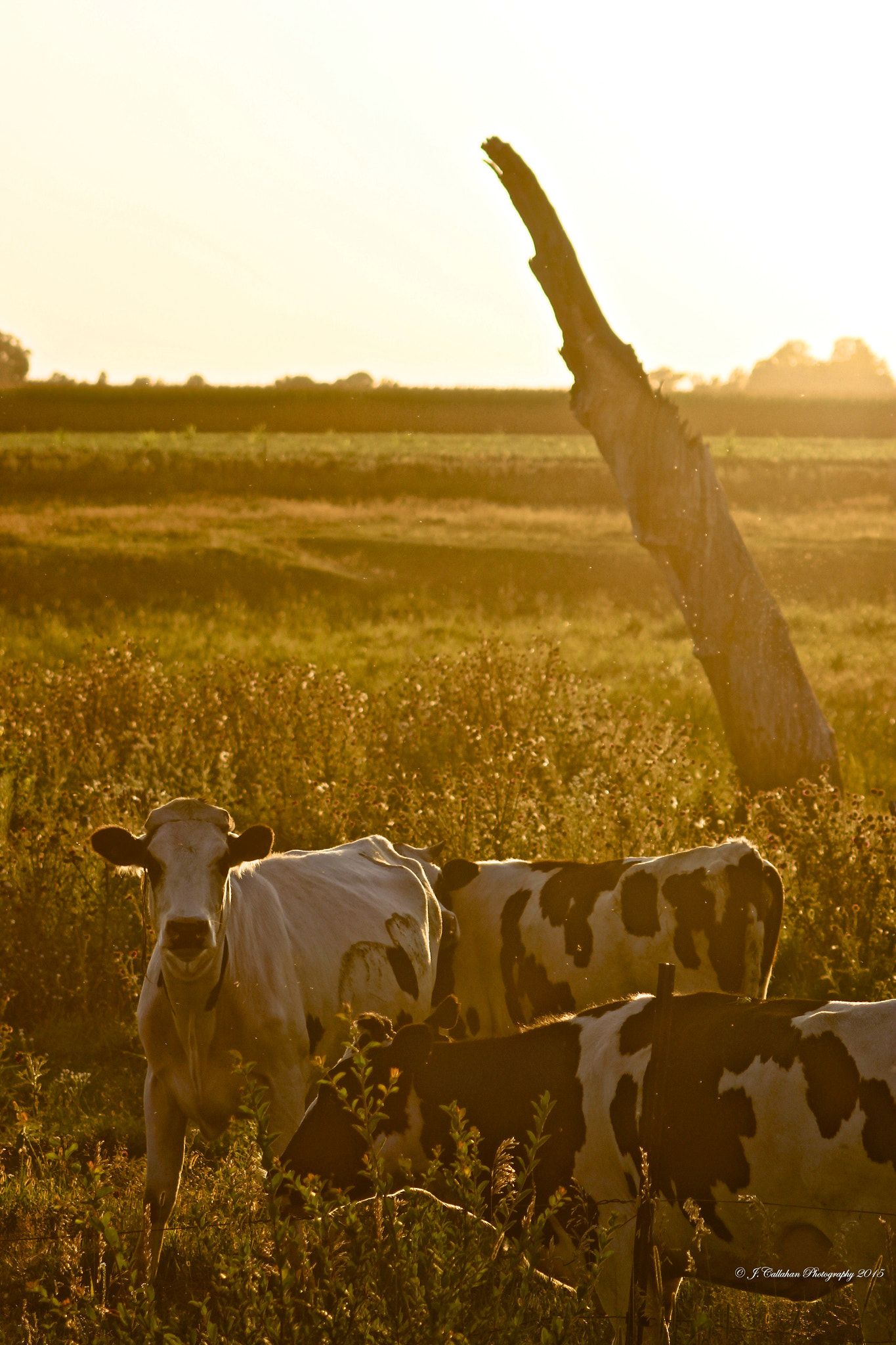 Canon EOS 600D (Rebel EOS T3i / EOS Kiss X5) + Canon EF 80-200mm F4.5-5.6 II sample photo. "cows in magic hour" photography