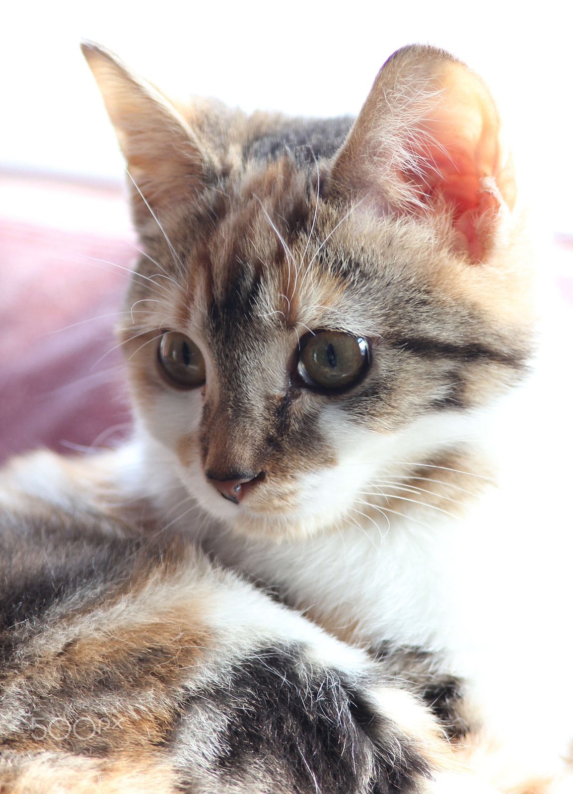 Canon EF 75-300mm F4.0-5.6 IS USM sample photo. Meg the kitten photography
