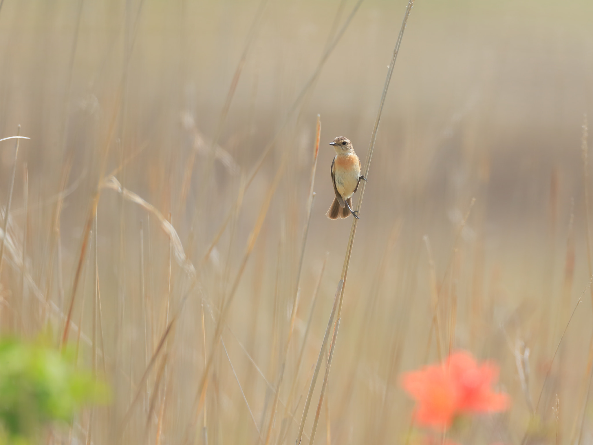 Canon EF 800mm F5.6L IS USM sample photo. ノビタキ 周囲− photography