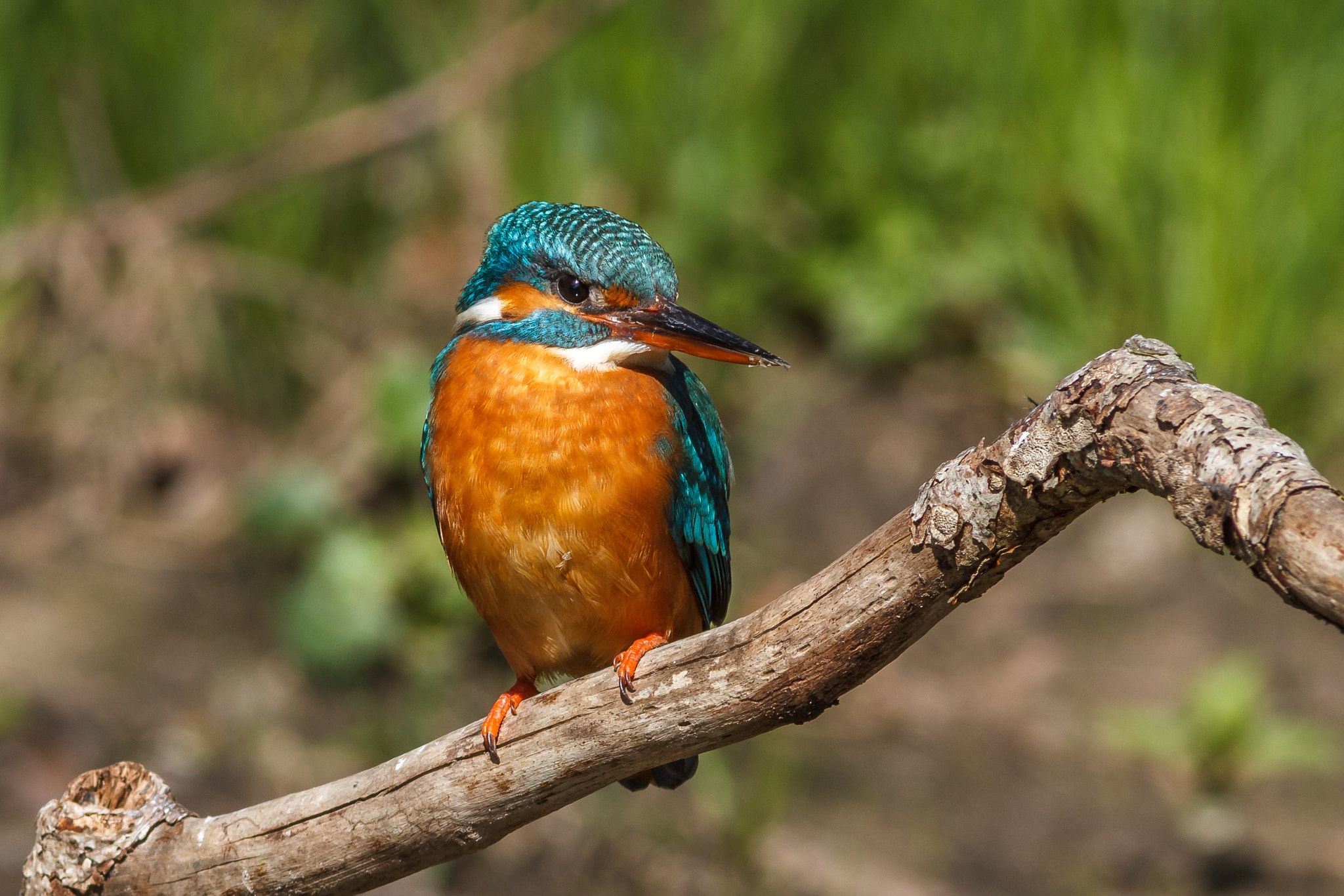 Canon EF 300mm F4L IS USM sample photo. Kingfisher photography