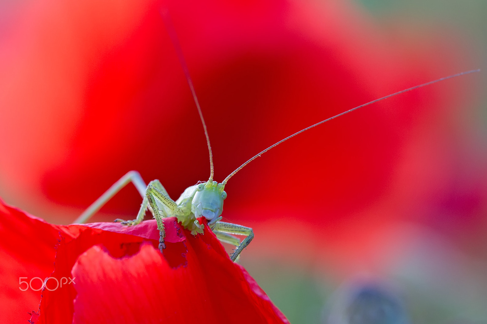 Canon EOS-1D Mark IV sample photo. Grasshopper´s meal photography