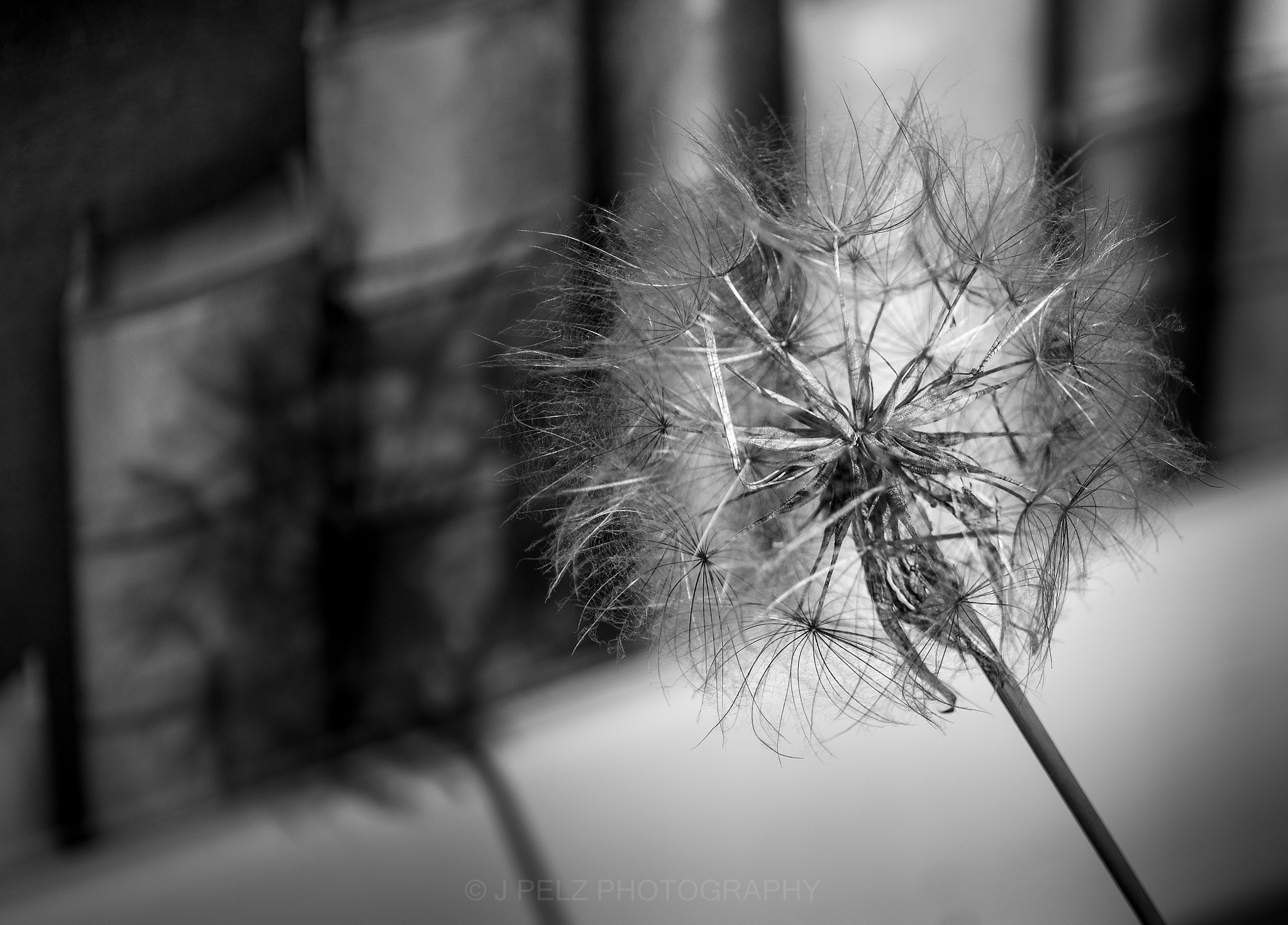 Canon EOS 60D + Canon EF 100mm F2.8 Macro USM sample photo. Dandelion shadow... photography