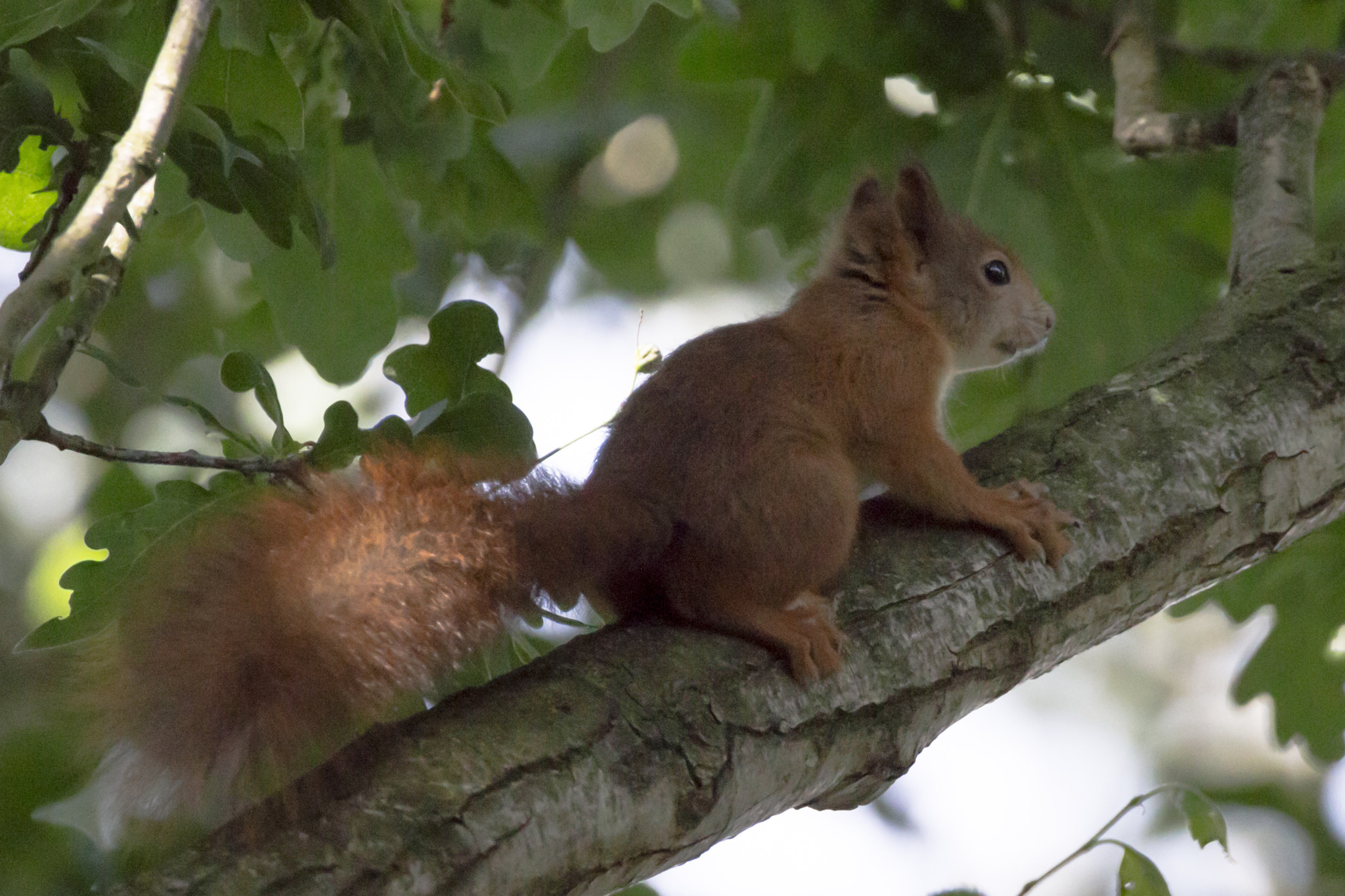 150-600mm F5-6.3 DG OS HSM | Contemporary 015 sample photo. Squirrel photography