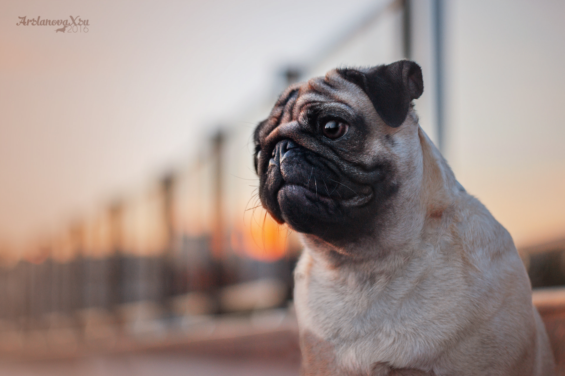 Sony Alpha DSLR-A390 + Minolta AF 50mm F1.7 sample photo. Viki photography