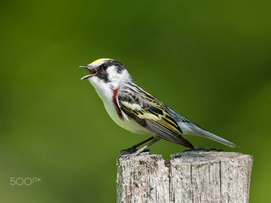 Canon EOS 40D + Canon EF 500mm F4L IS USM sample photo. Chestnut-sided warbler photography