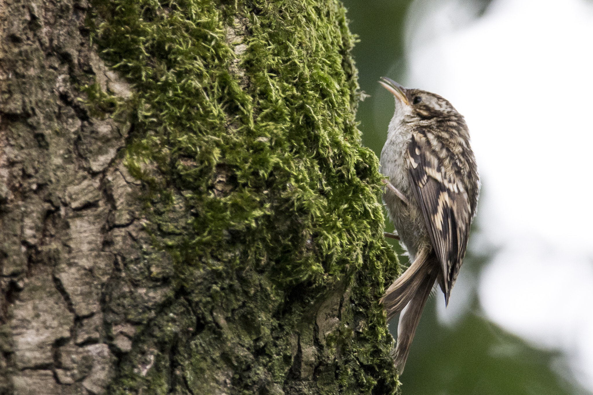 150-600mm F5-6.3 DG OS HSM | Contemporary 015 sample photo. Tree creeper photography