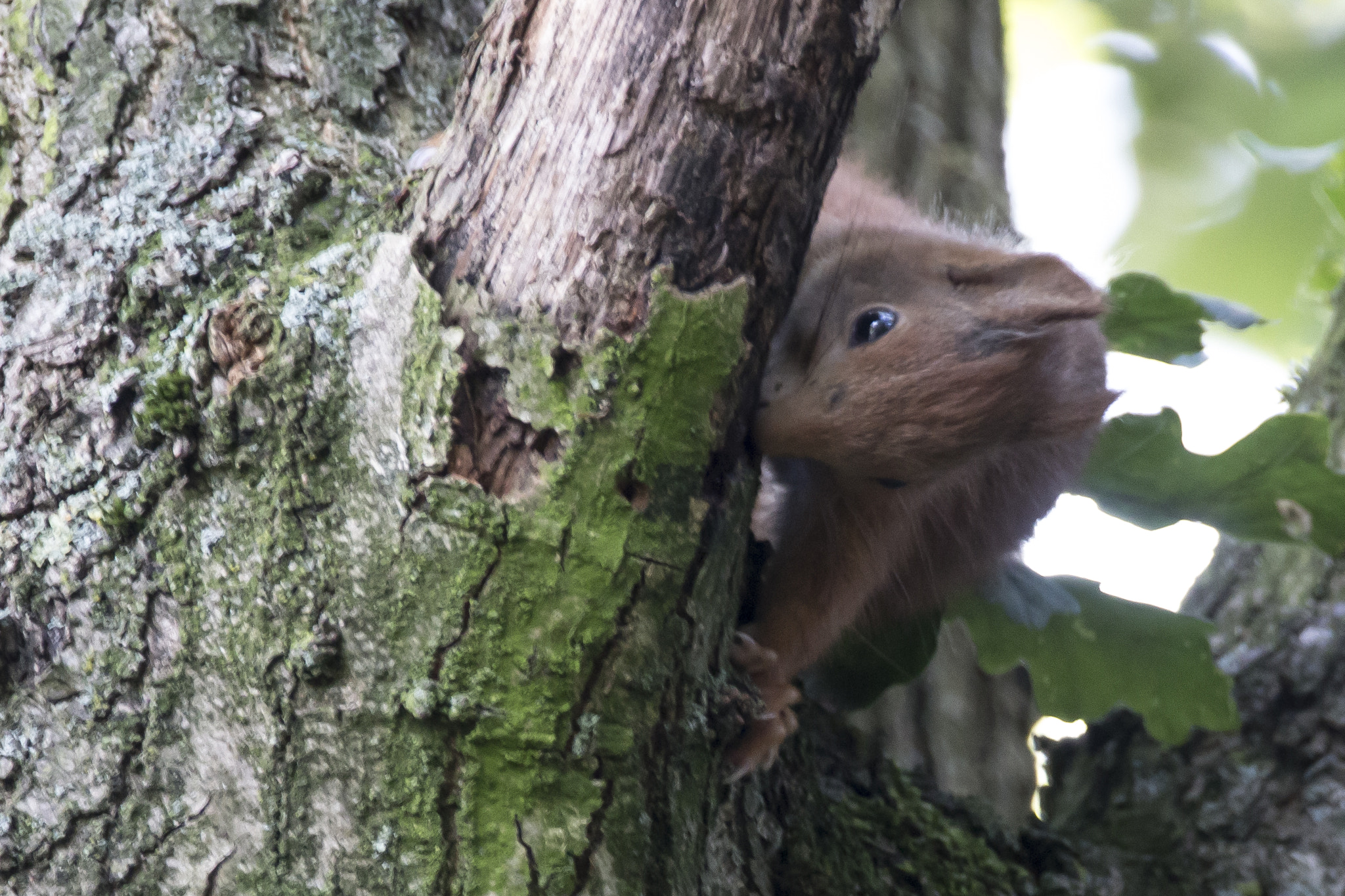 150-600mm F5-6.3 DG OS HSM | Contemporary 015 sample photo. Squirrel photography