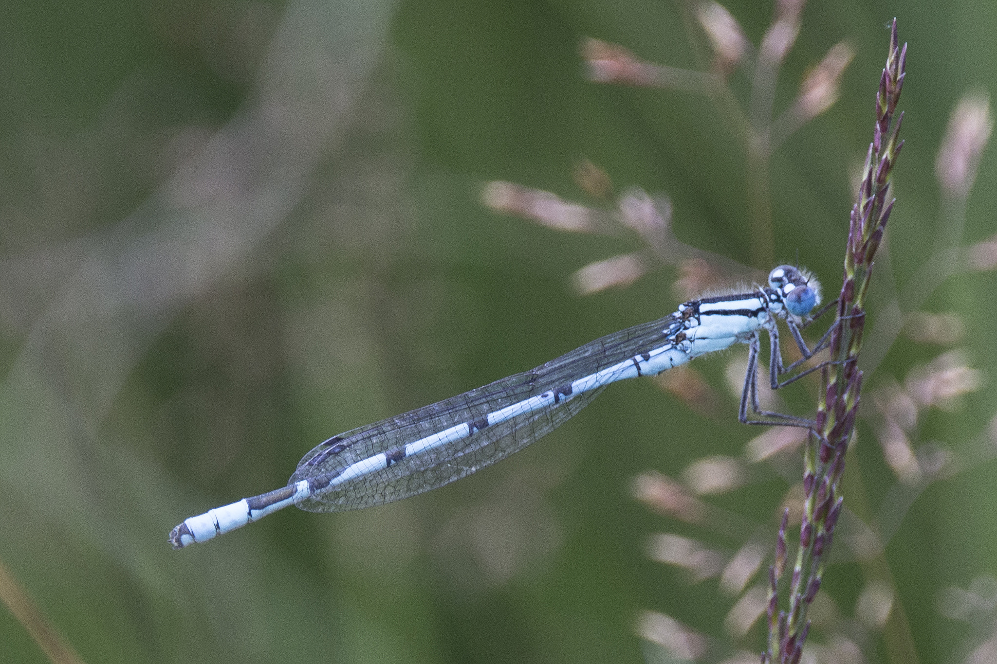 150-600mm F5-6.3 DG OS HSM | Contemporary 015 sample photo. Dragonfly photography