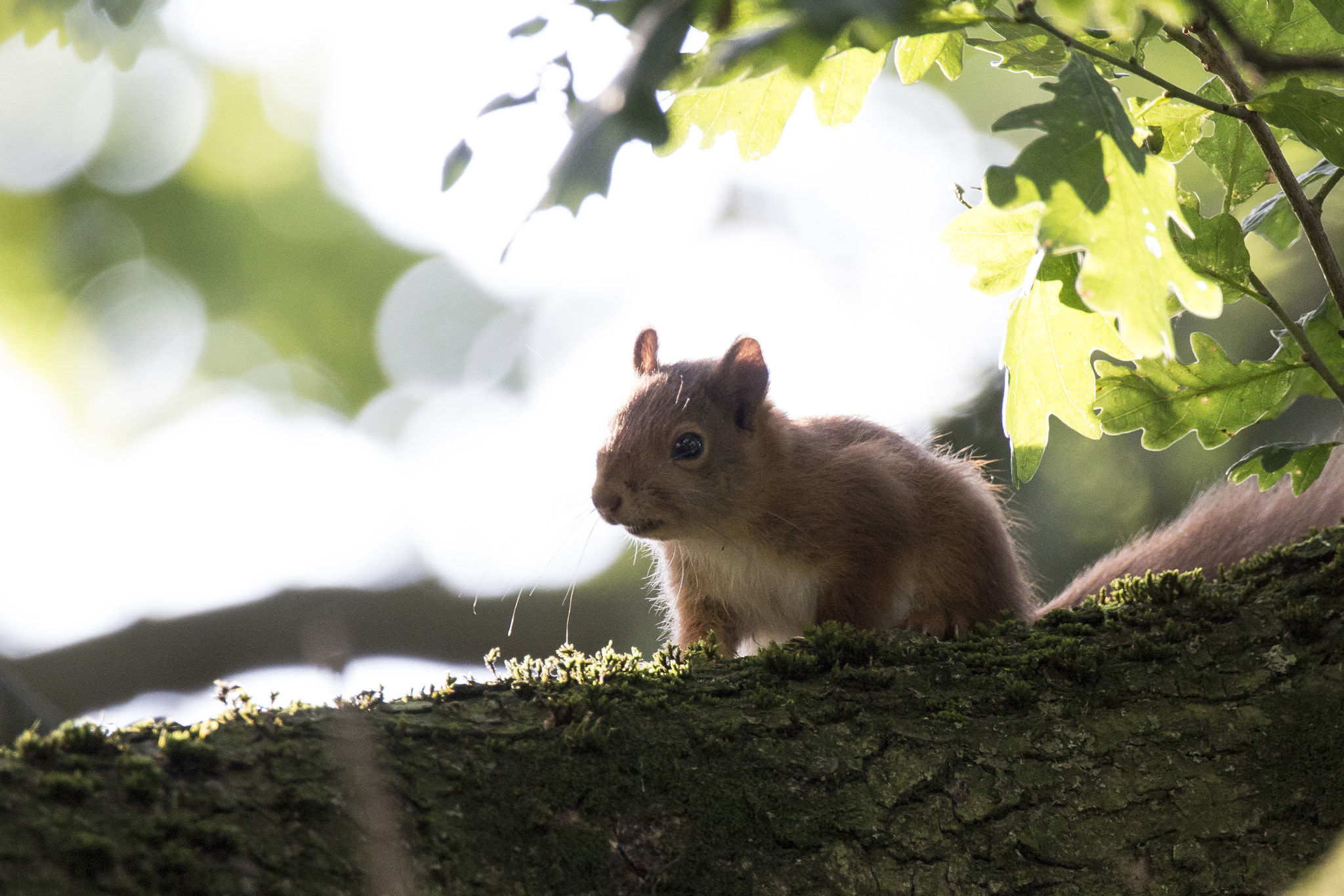 150-600mm F5-6.3 DG OS HSM | Contemporary 015 sample photo. Squirrel photography