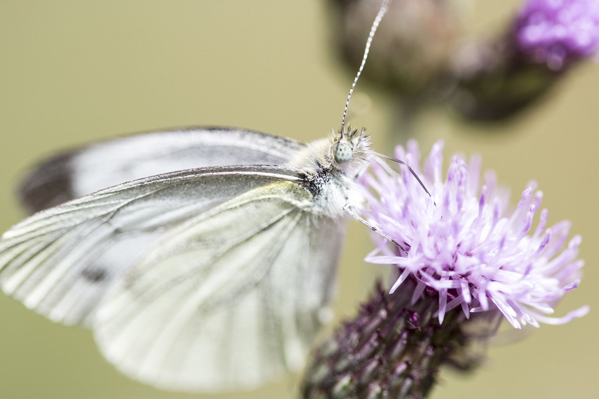 Canon EF 100mm F2.8 Macro USM sample photo. Butterfly photography