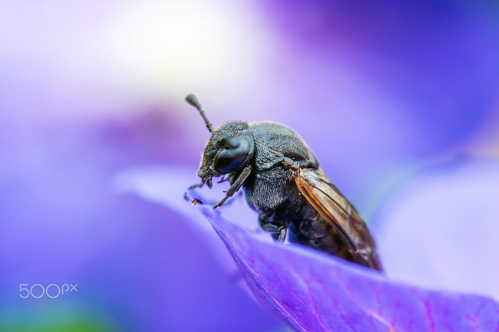 Pentax K-30 sample photo. Wild bee on blue bellflower photography