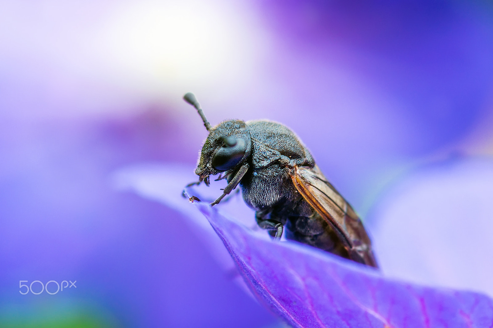 Pentax K-30 + Pentax smc D-FA 100mm F2.8 Macro WR sample photo. Wild bee on blue bellflower photography