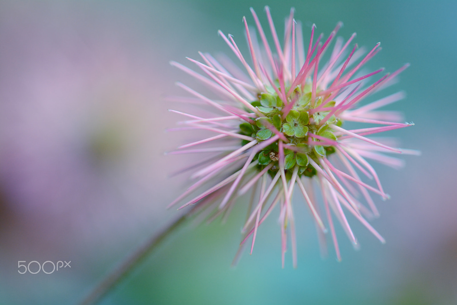 Nikon D7100 + Nikon AF Micro-Nikkor 200mm F4D ED-IF sample photo. Acaena microphylla photography